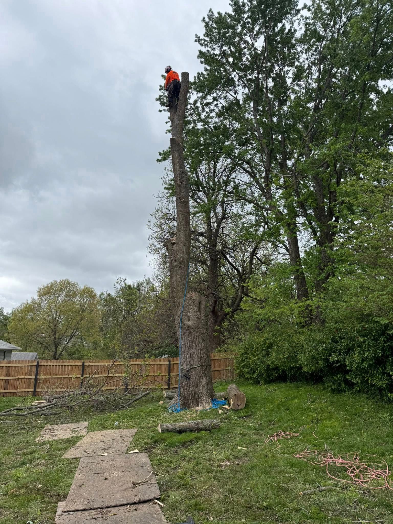 Tree Removal for Cross Family Tree Service in Kearney, MO