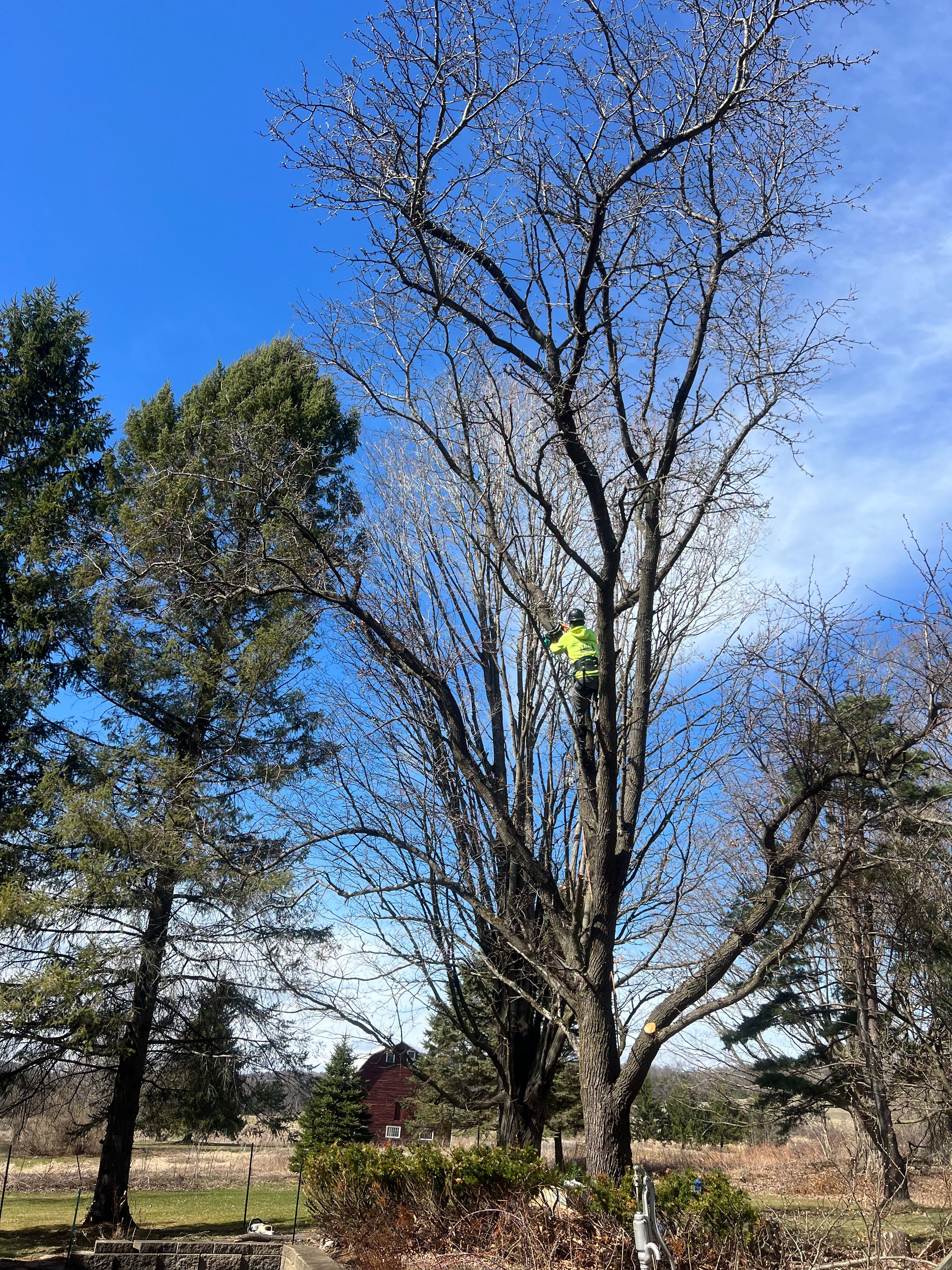 All Photos for Sterlings Tree Removal in Cobleskill, New York