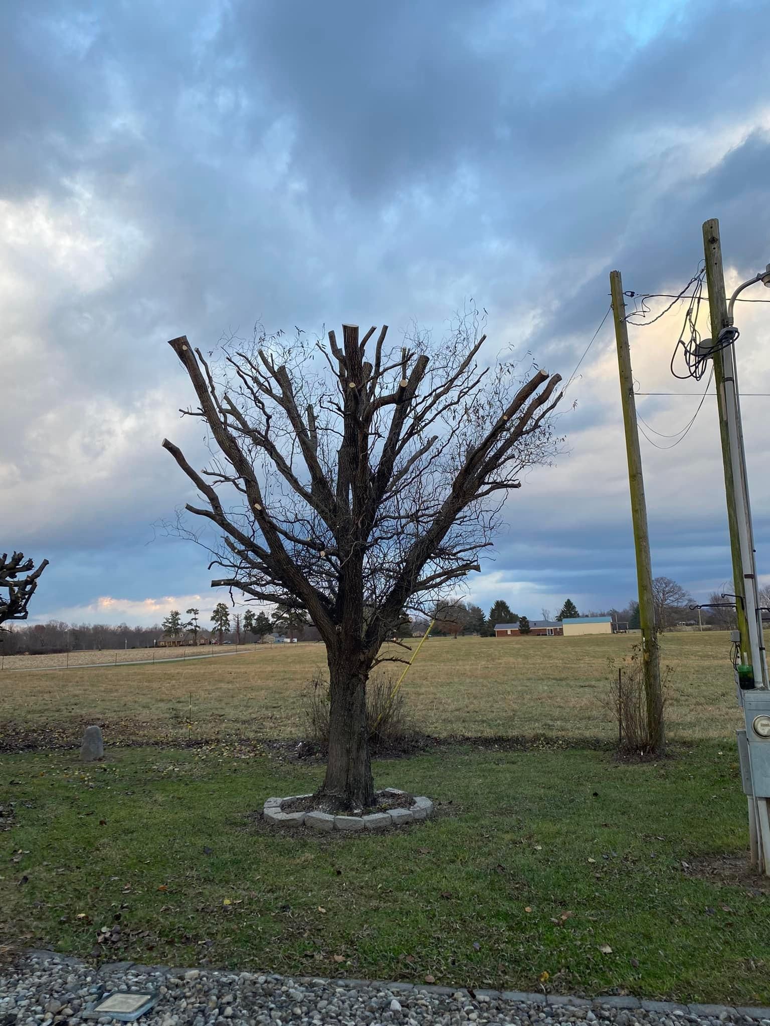 Fall and Spring Clean Up for Atwood’s Tree Care in Liberty,  KY