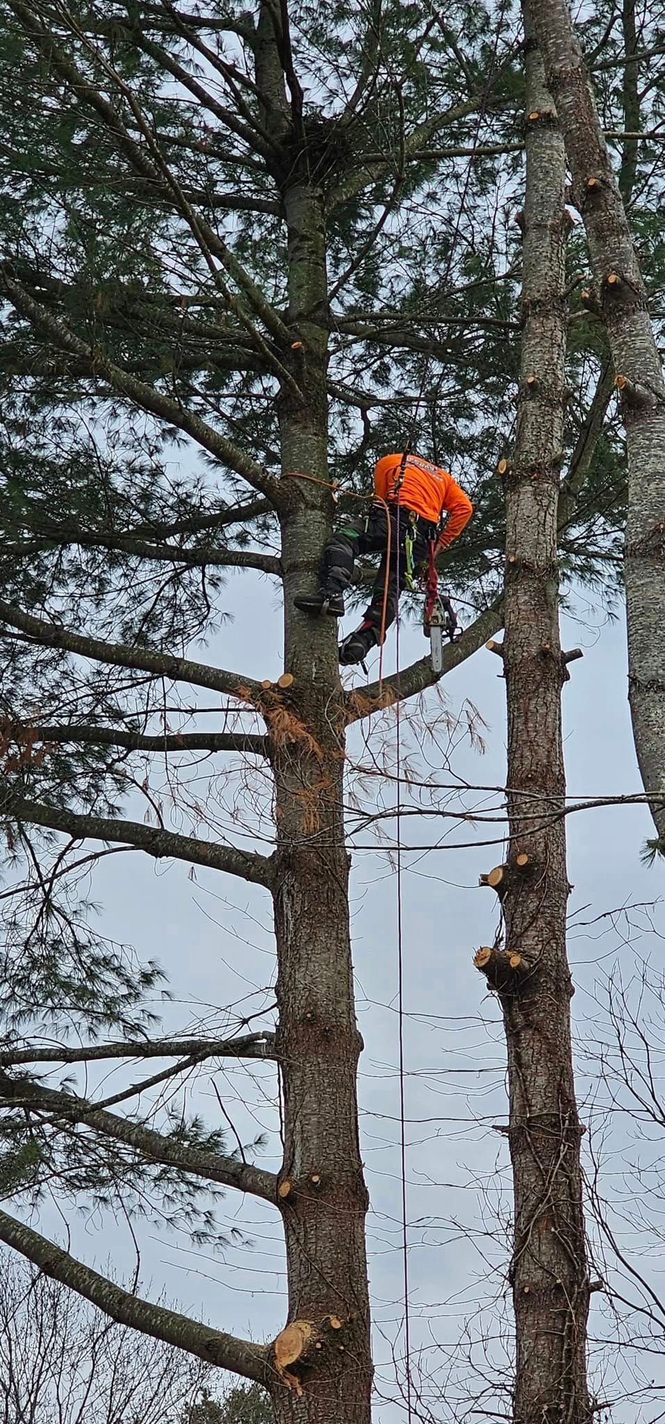  for Reagan & Sons Tree Service in Dandridge, TN