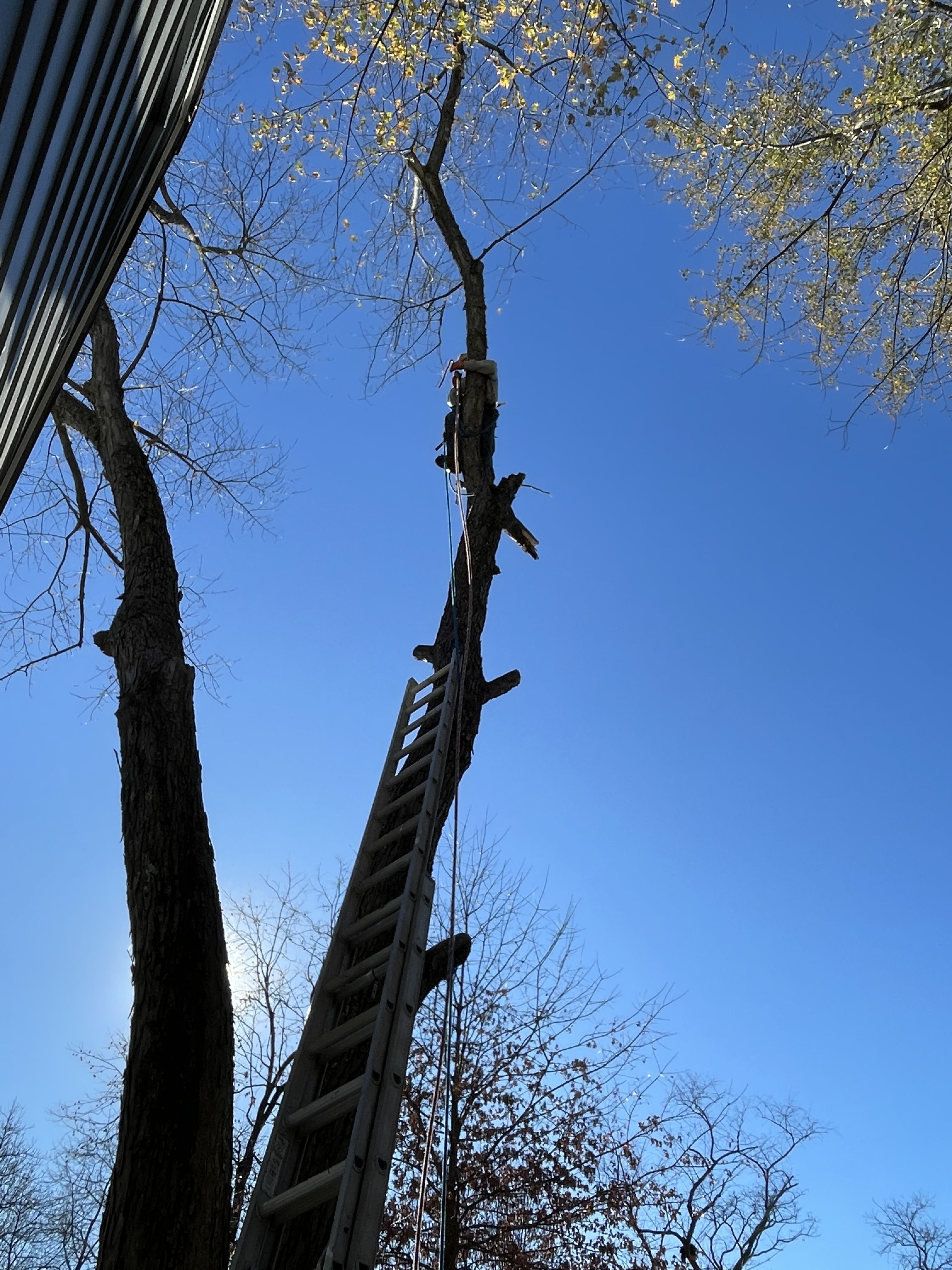  for Stinger Tree Service in Belleville, IL