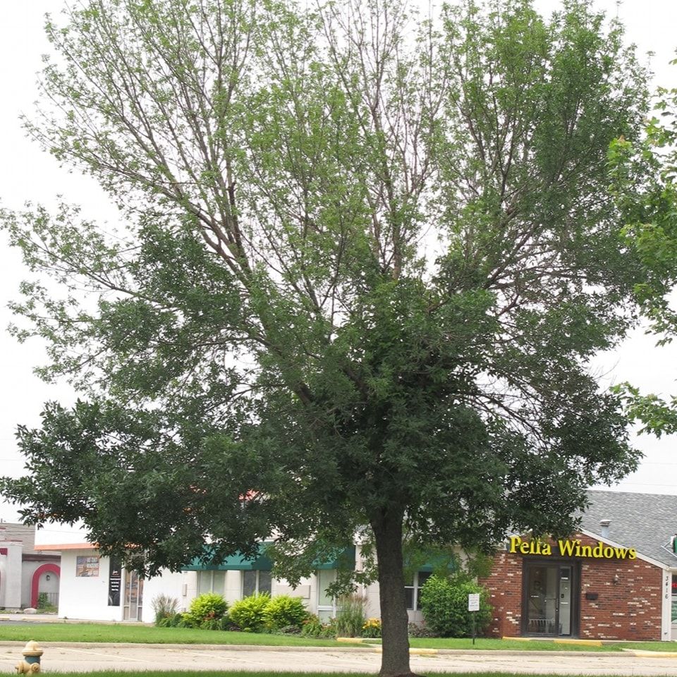  for Sky High Tree Service in Columbia, MO