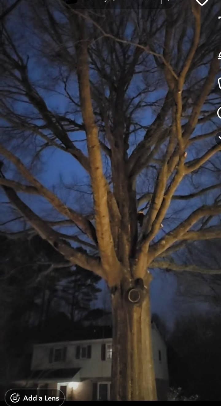  for Integrity Tree and Landscaping in Lynchburg, VA