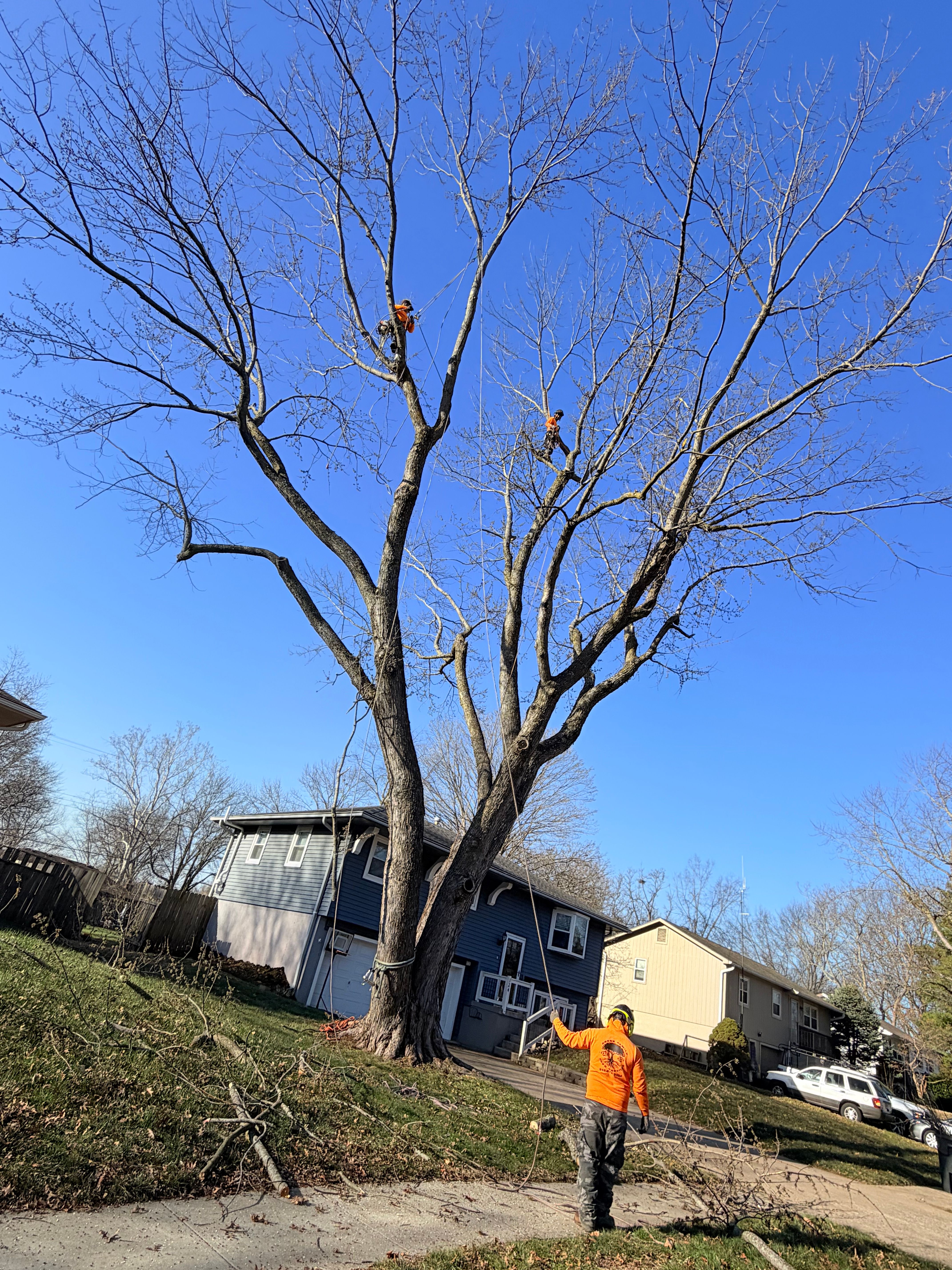 All Photos for Cross Family Tree Service in Kearney, MO