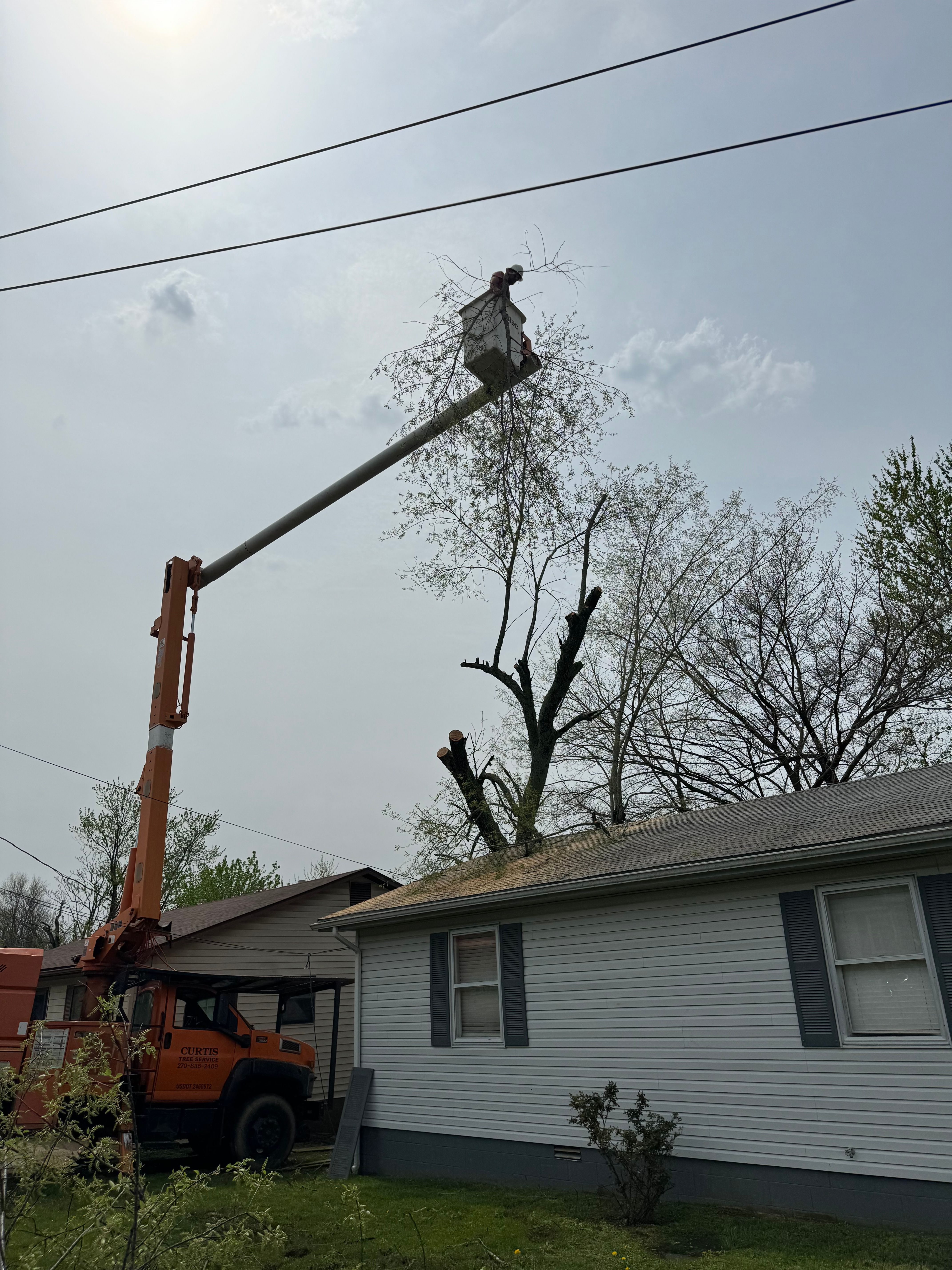  for Curtis Tree Service LLC in Hopkins County, KY