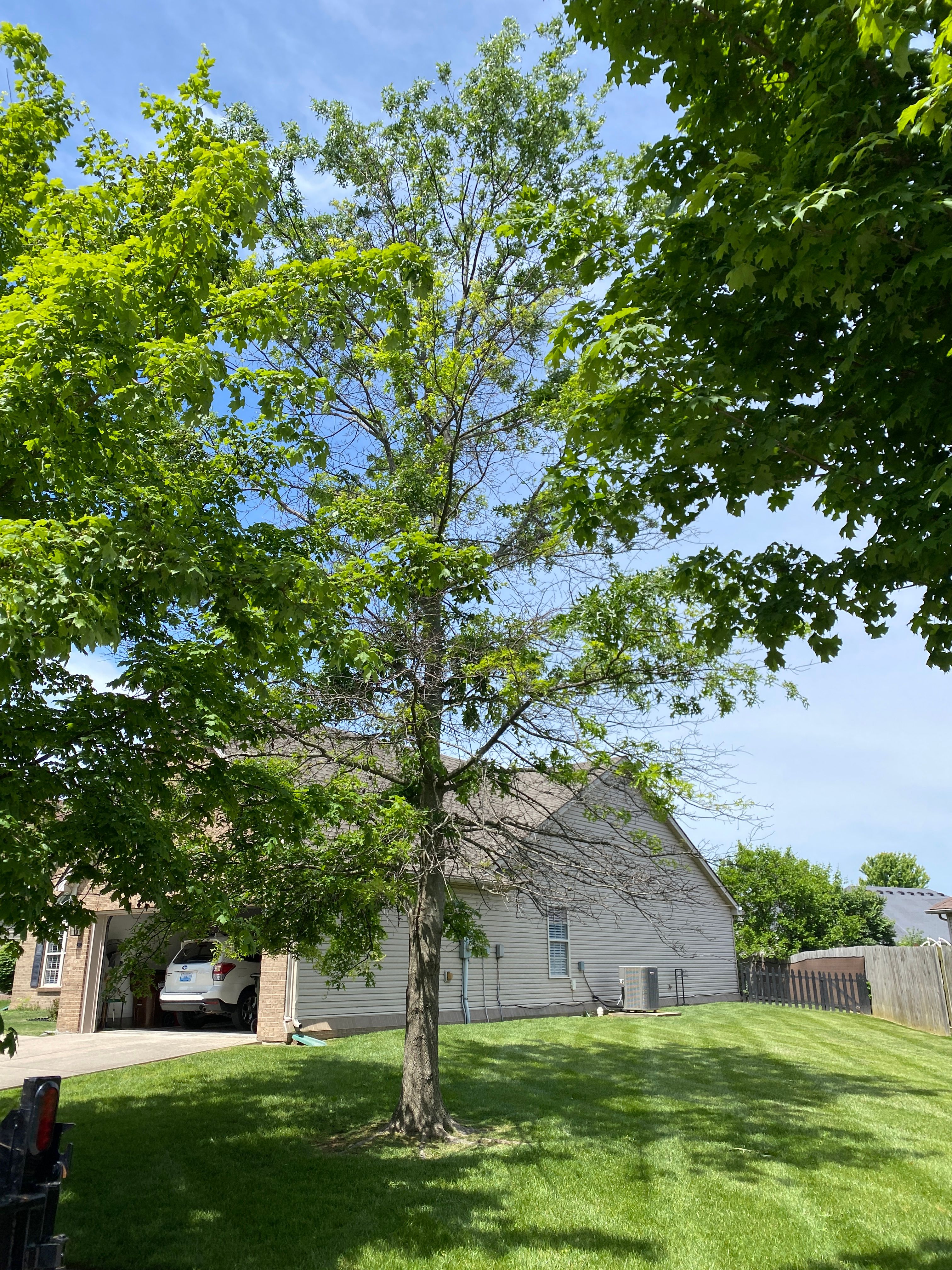 All Photos for Houtz Tree Service in Lexington, KY