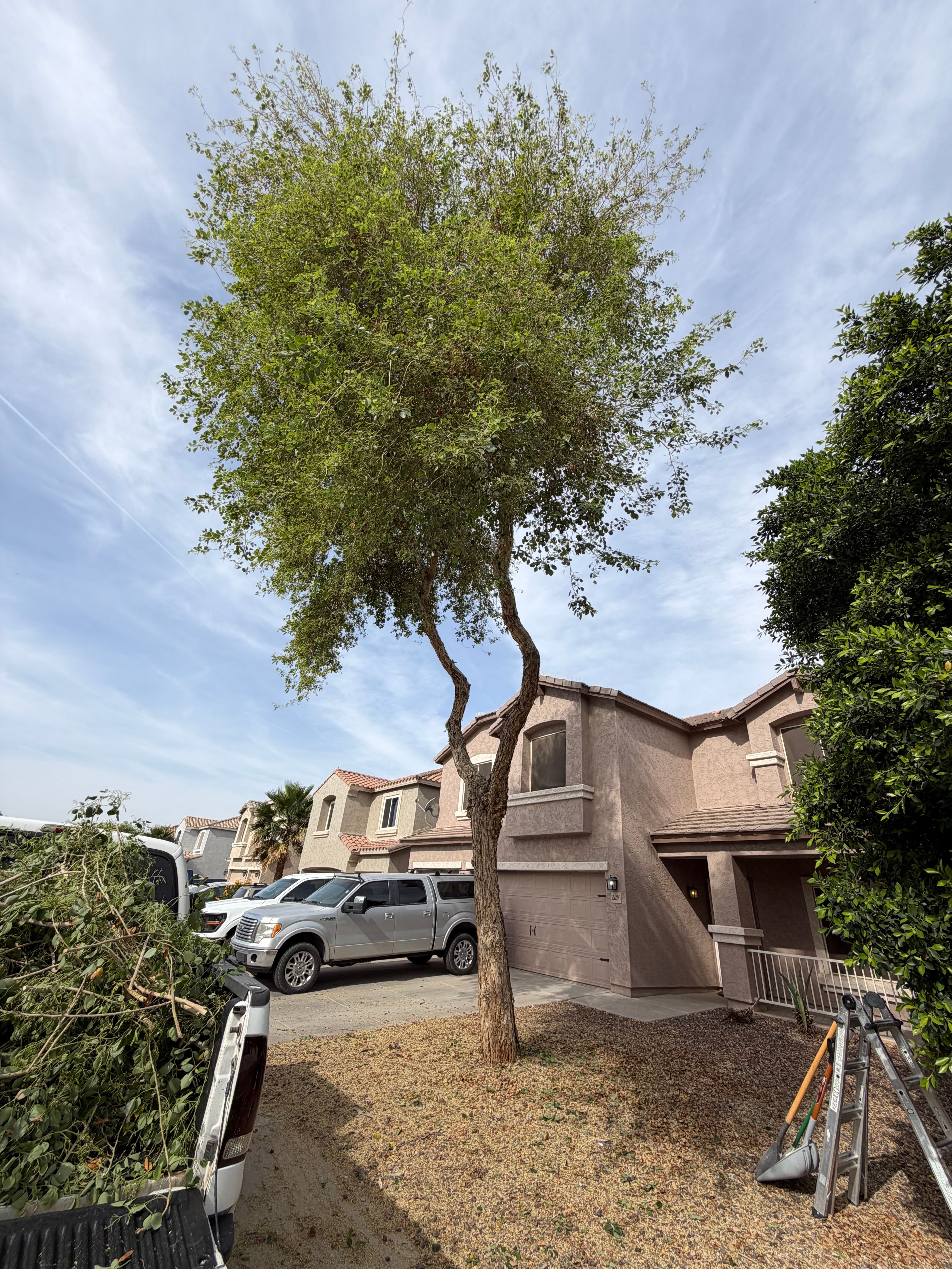 All Photos for Grand Canyon State Landscape Inc. in Surprise, AZ