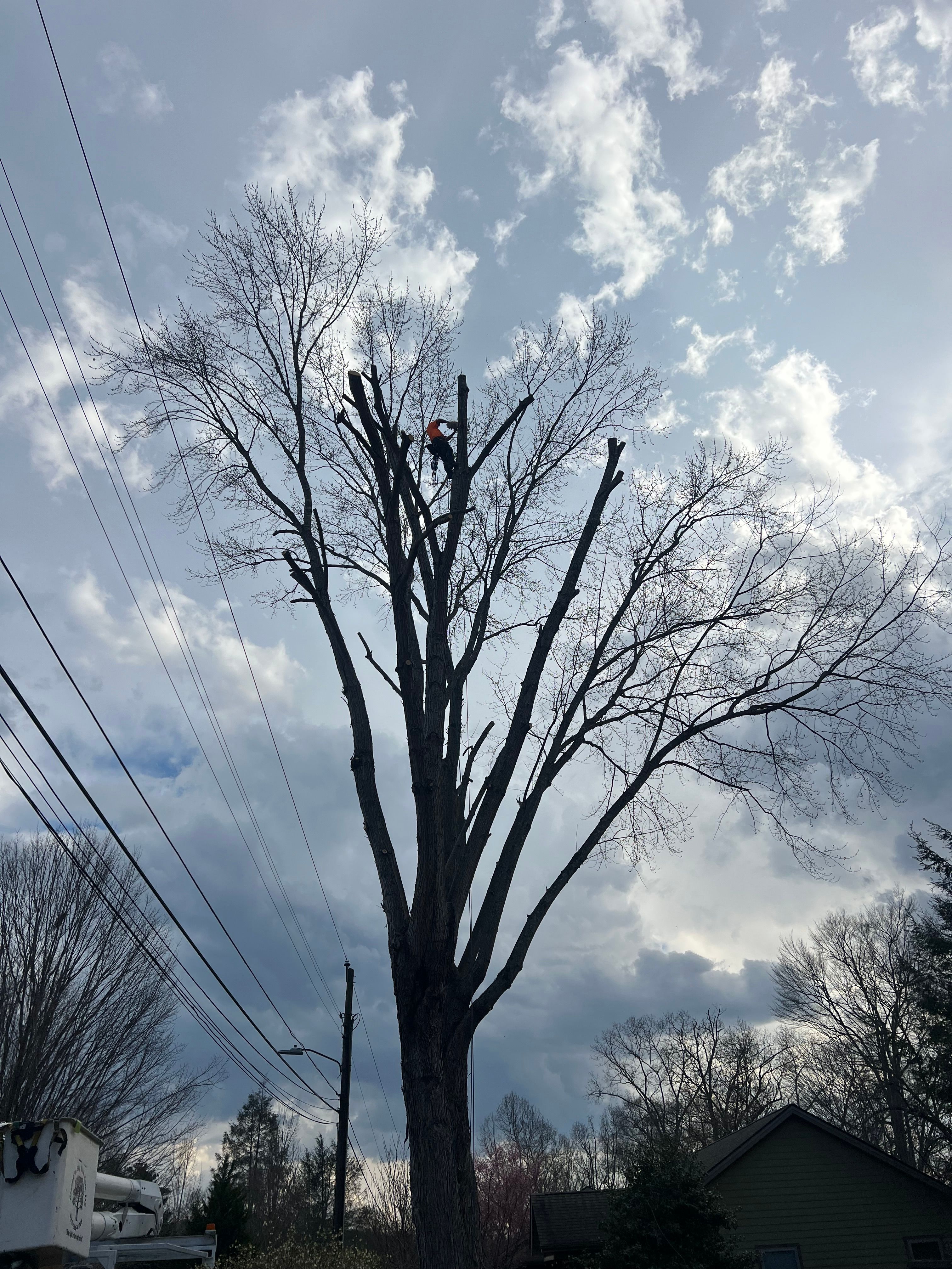  for Ground To Sky Tree Care in Asheville, North Carolina