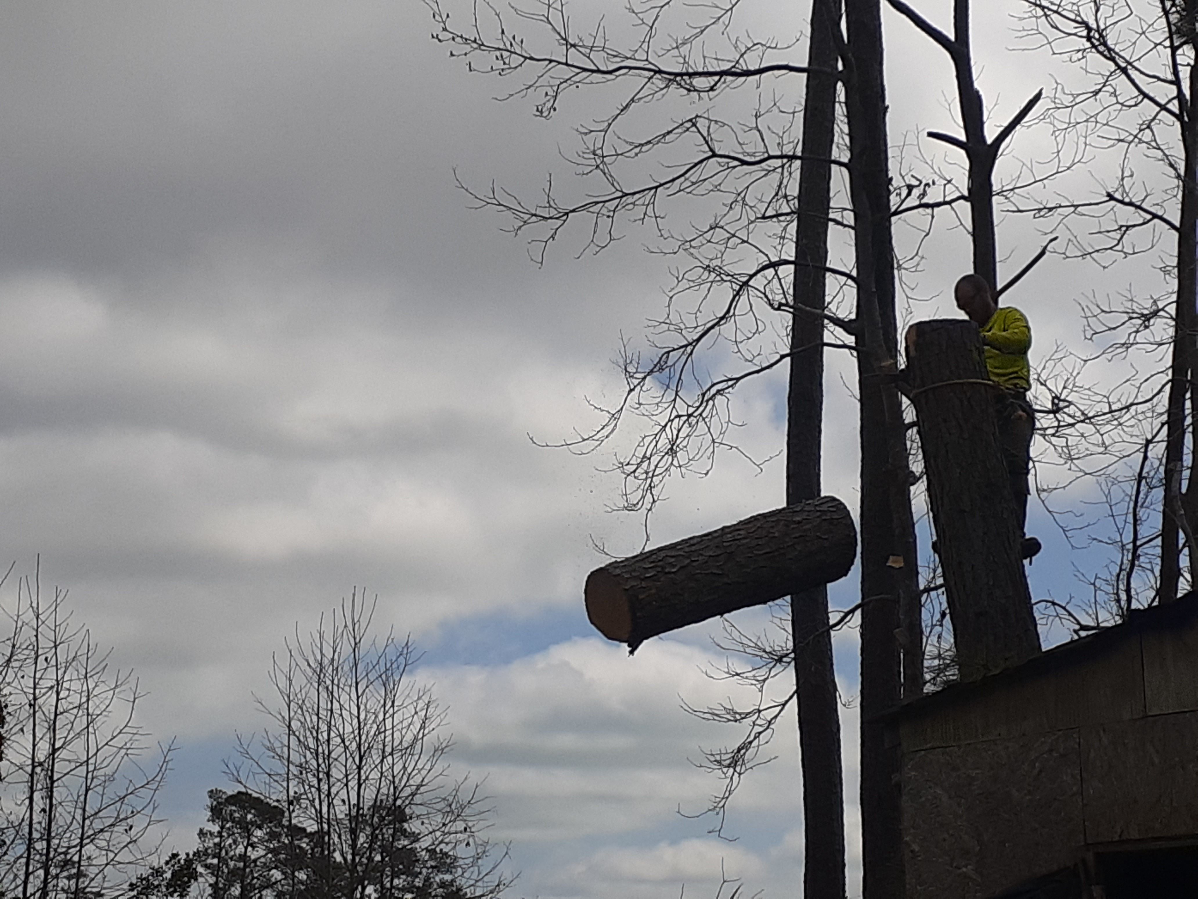  for Professional Tree Service USA in Chattanooga, TN
