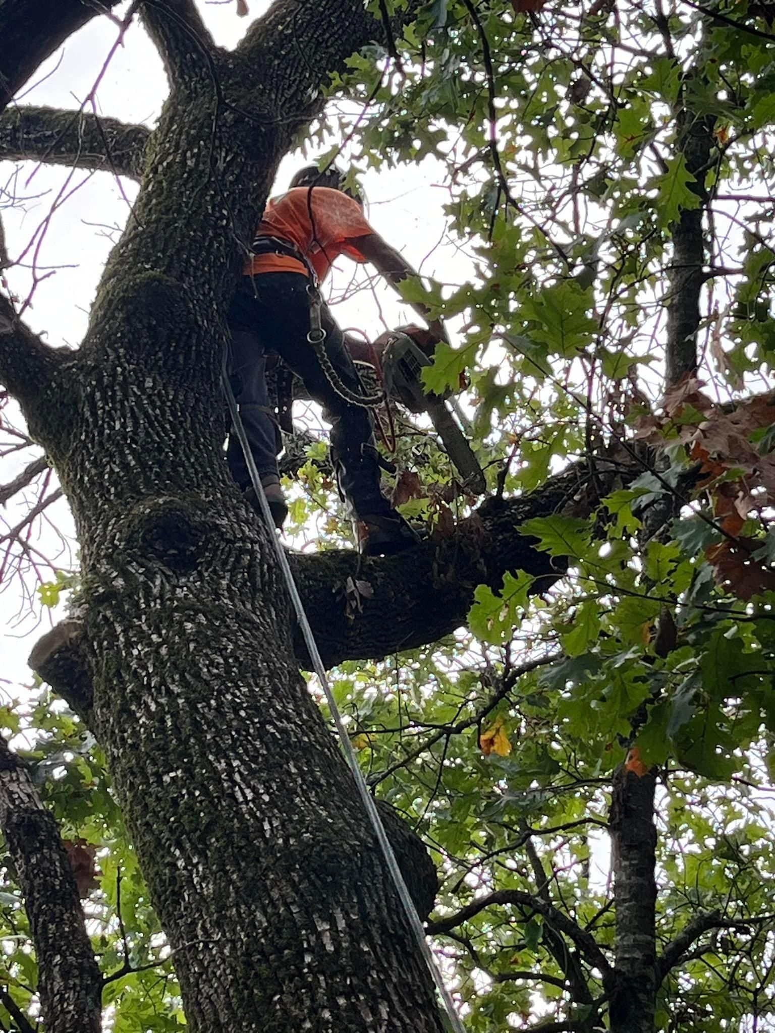  for H n H Tree Service in Taneyville, MO