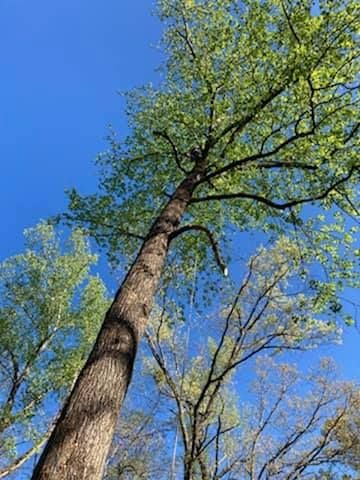  for DNA Tree Service in Birmingham, AL