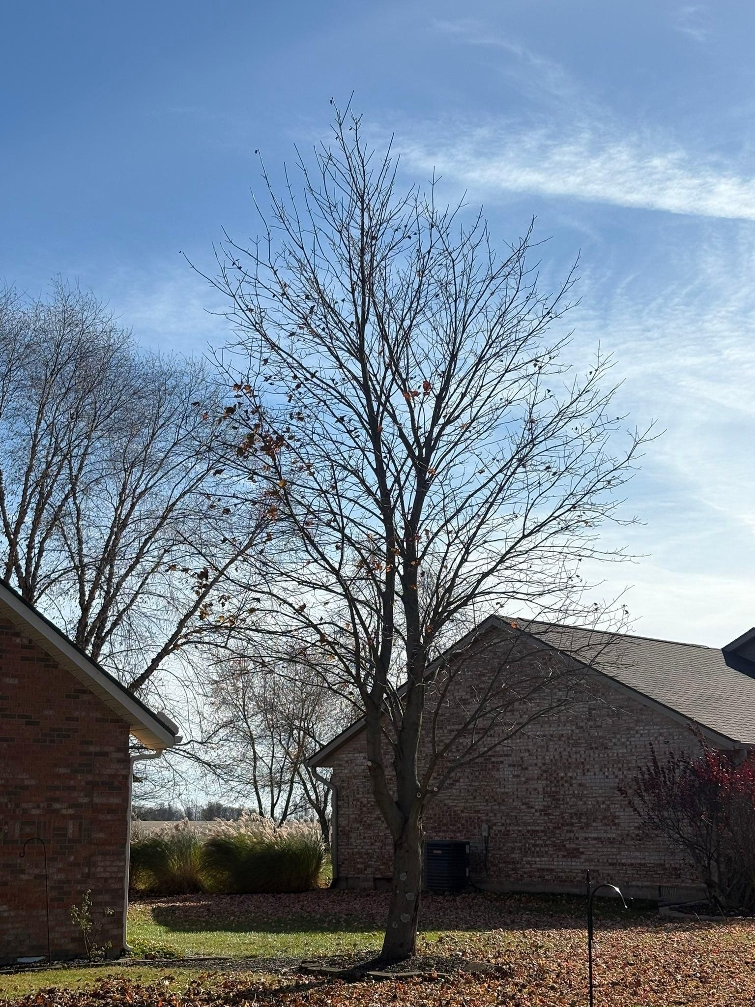  for Dig-It Tree Company in Mason, OH