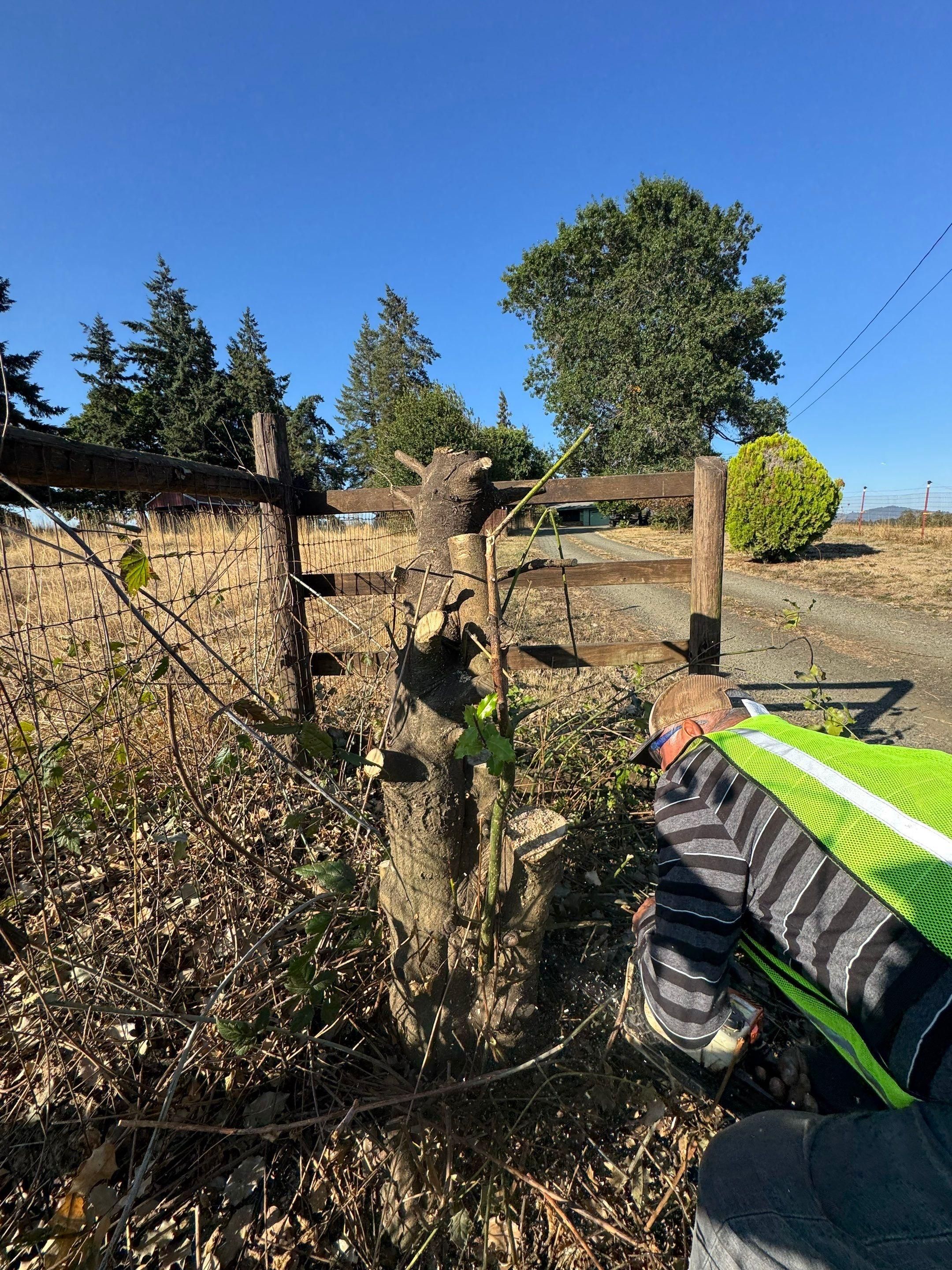  for Willamette Landscaping and Tree Services in Albany, OR