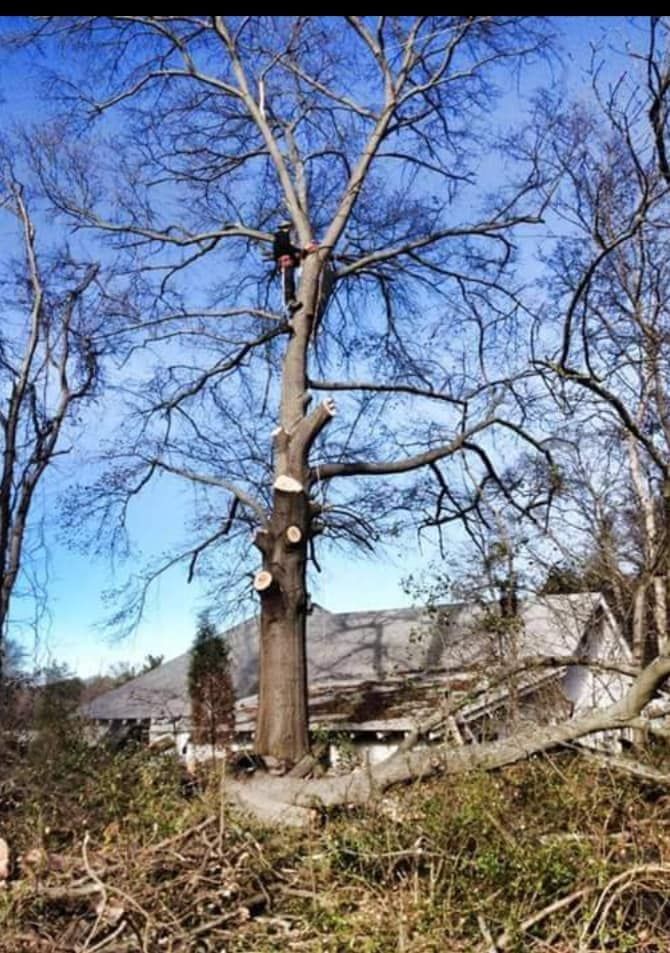  for Millers Tree Service in Saline County, AR