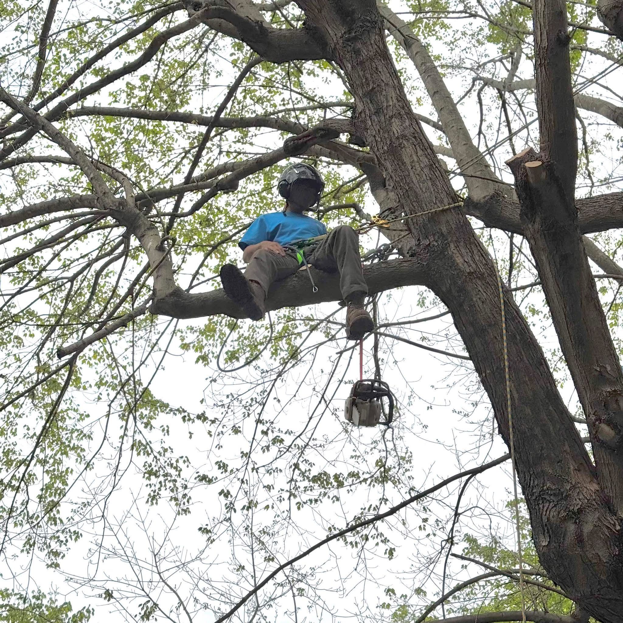 All Photos for Ramirez Tree Care in Elkin, NC