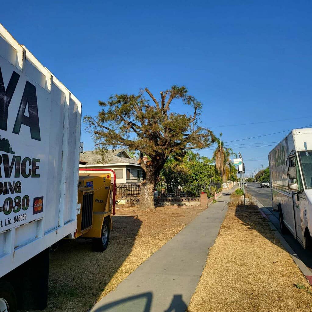  for Maya Tree Service in La Puente, CA