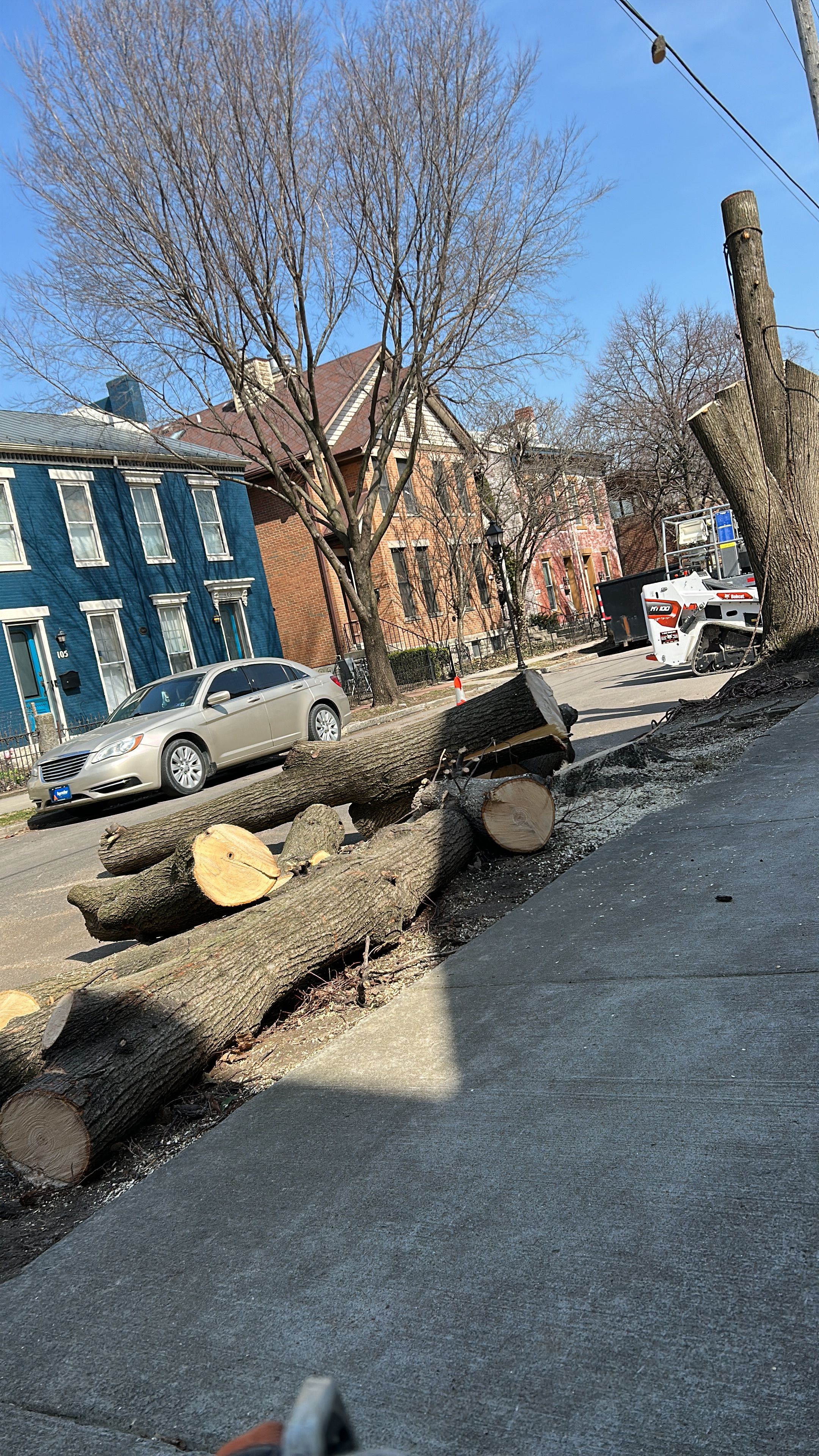 All Photos for Pro Tree Trim & Removal, Llc in Dayton, OH