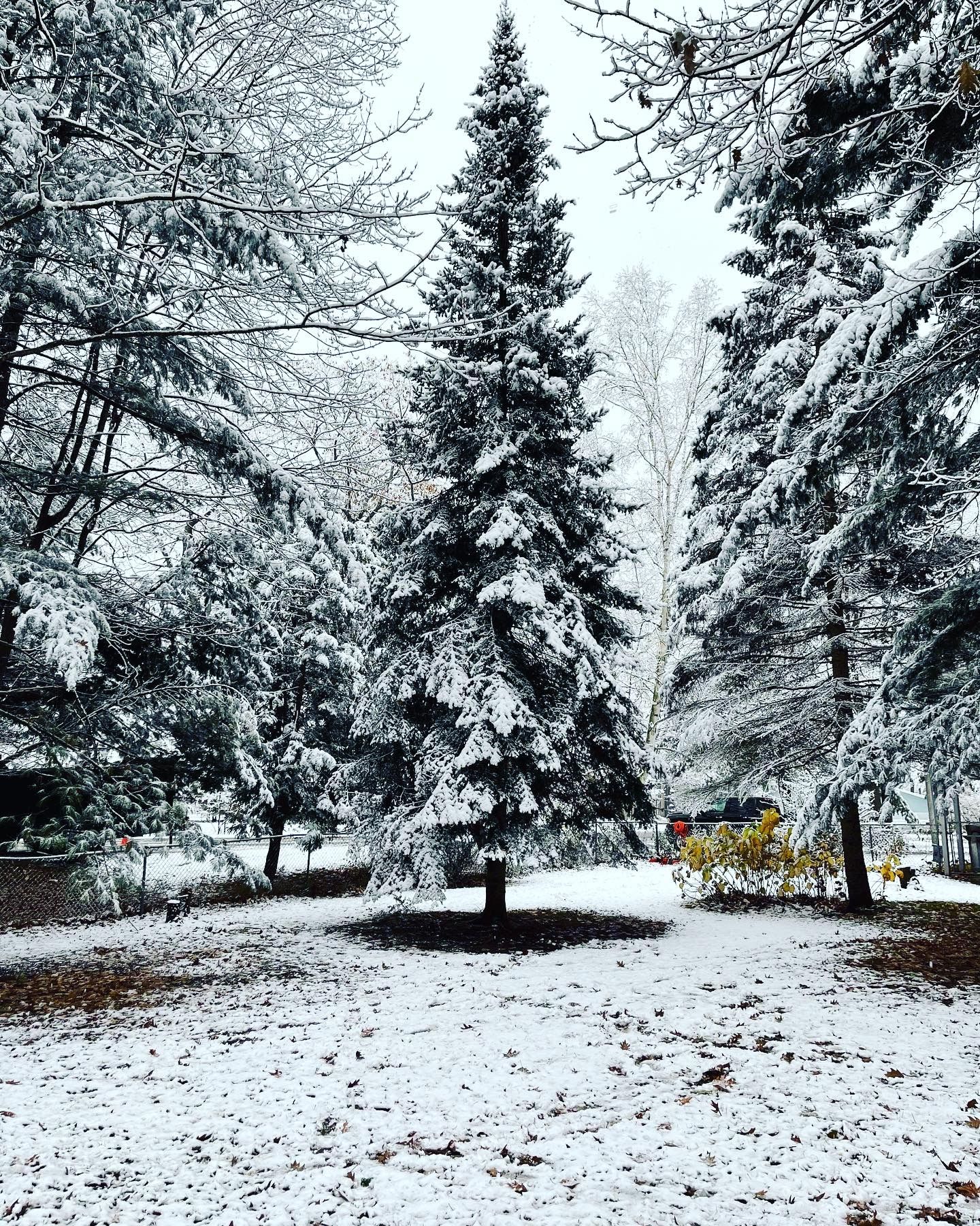 Tree Removal for Bear Creek Tree Service LLC in Rudyard, MI