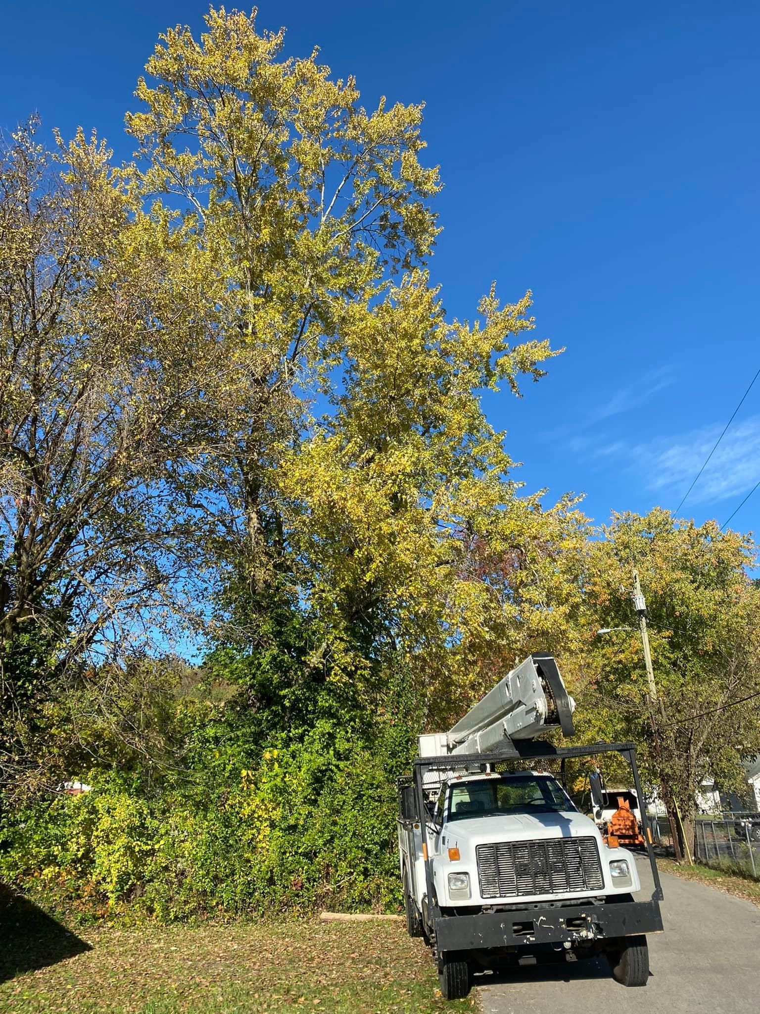 Fall and Spring Clean Up for Atwood’s Tree Care in Liberty,  KY