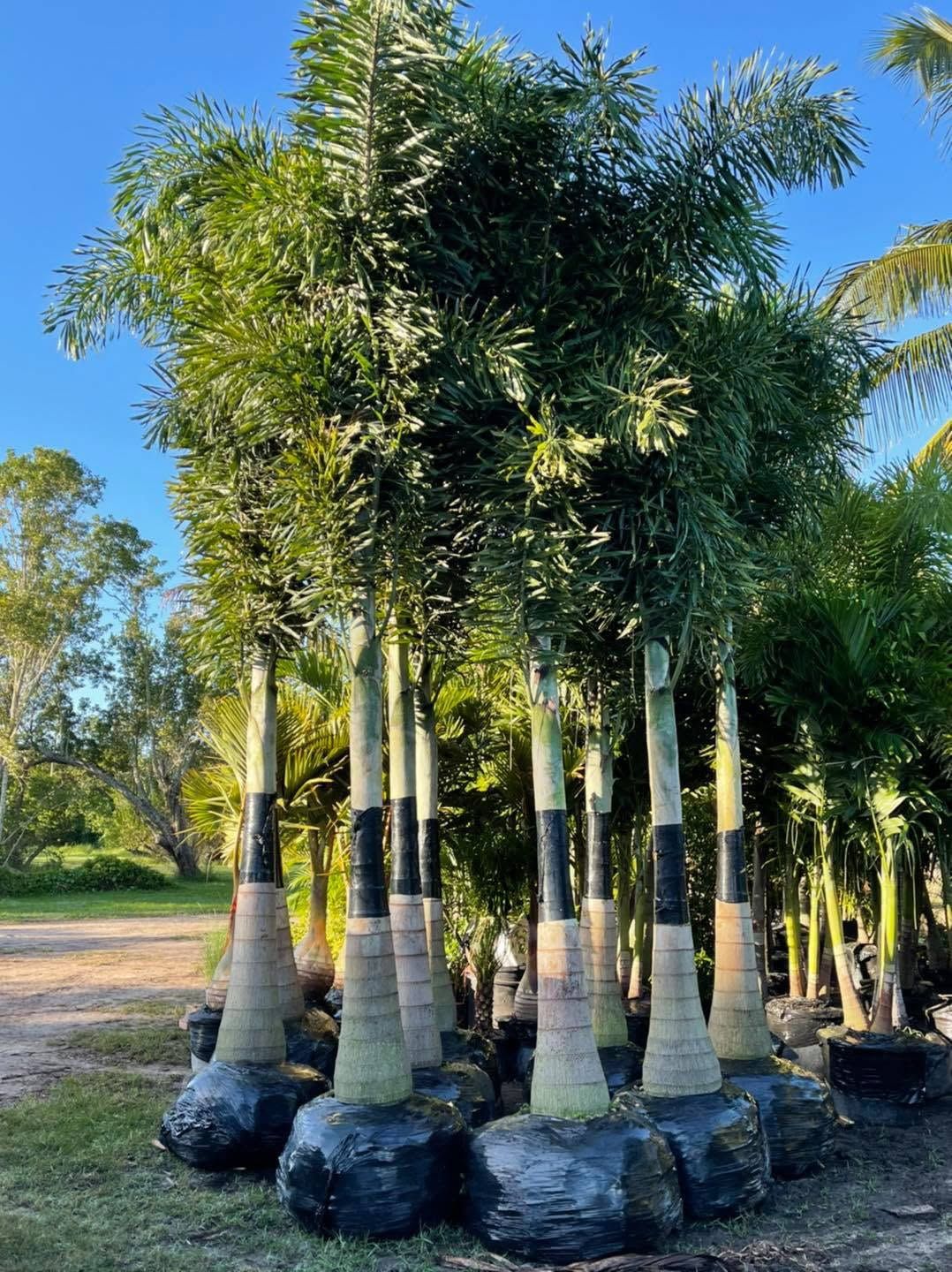  for Plant World LLC in Cape Coral, FL