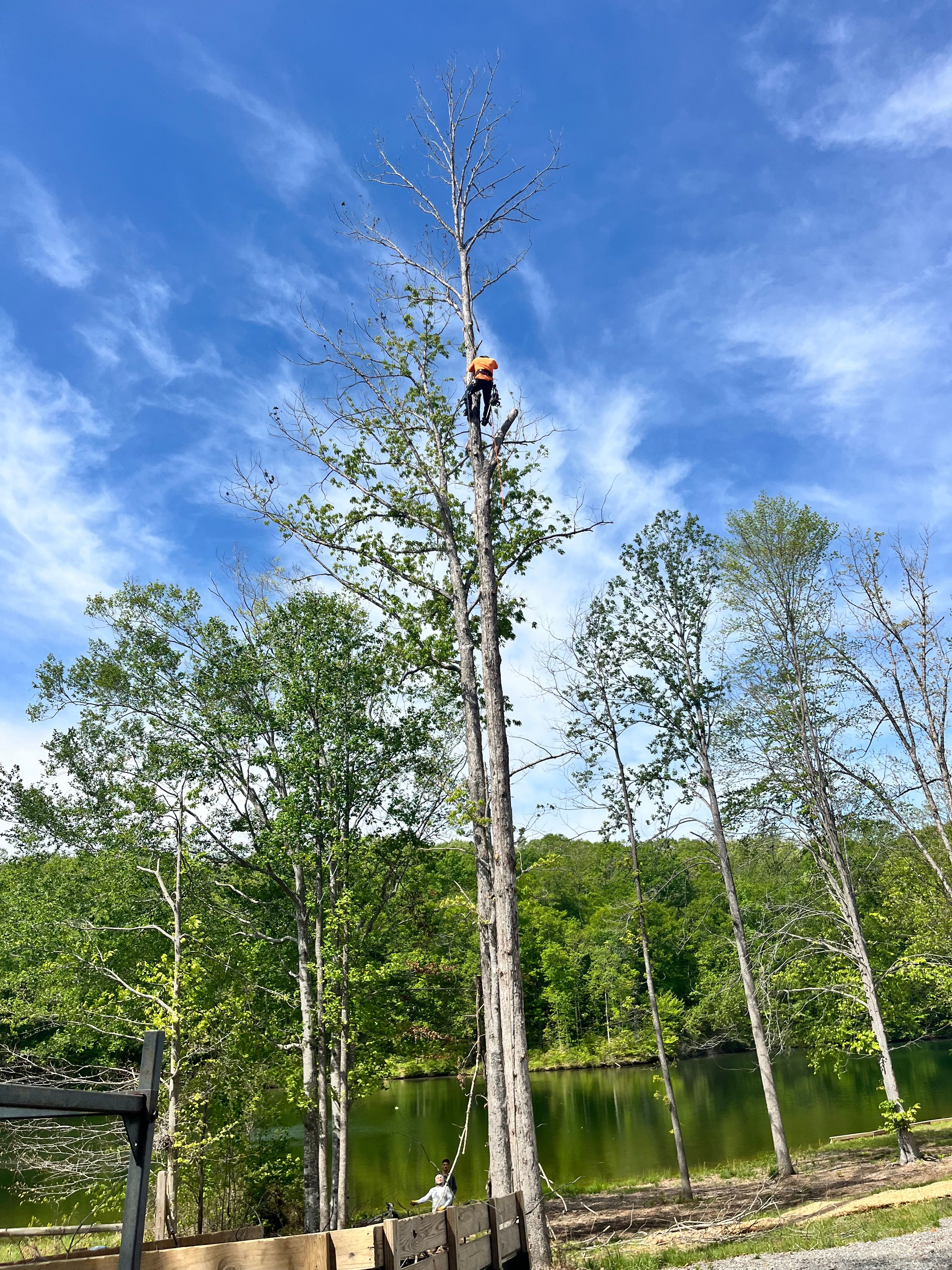  for Ricky's Tree Service & Property Care in Orange, VA