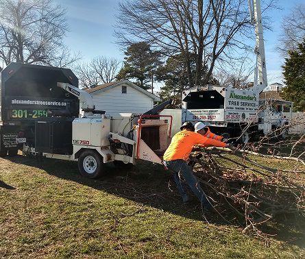 Tree Removal for Alexander's Tree Service  in Newburg,  MD