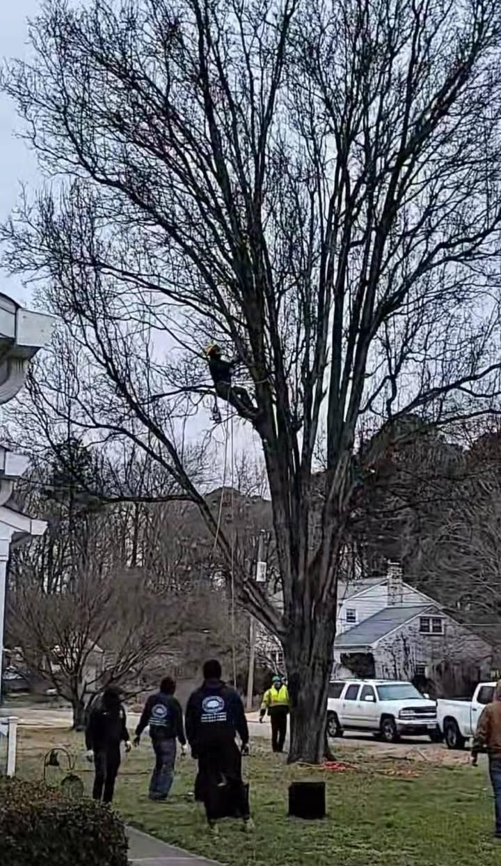  for Integrity Tree and Landscaping in Lynchburg, VA