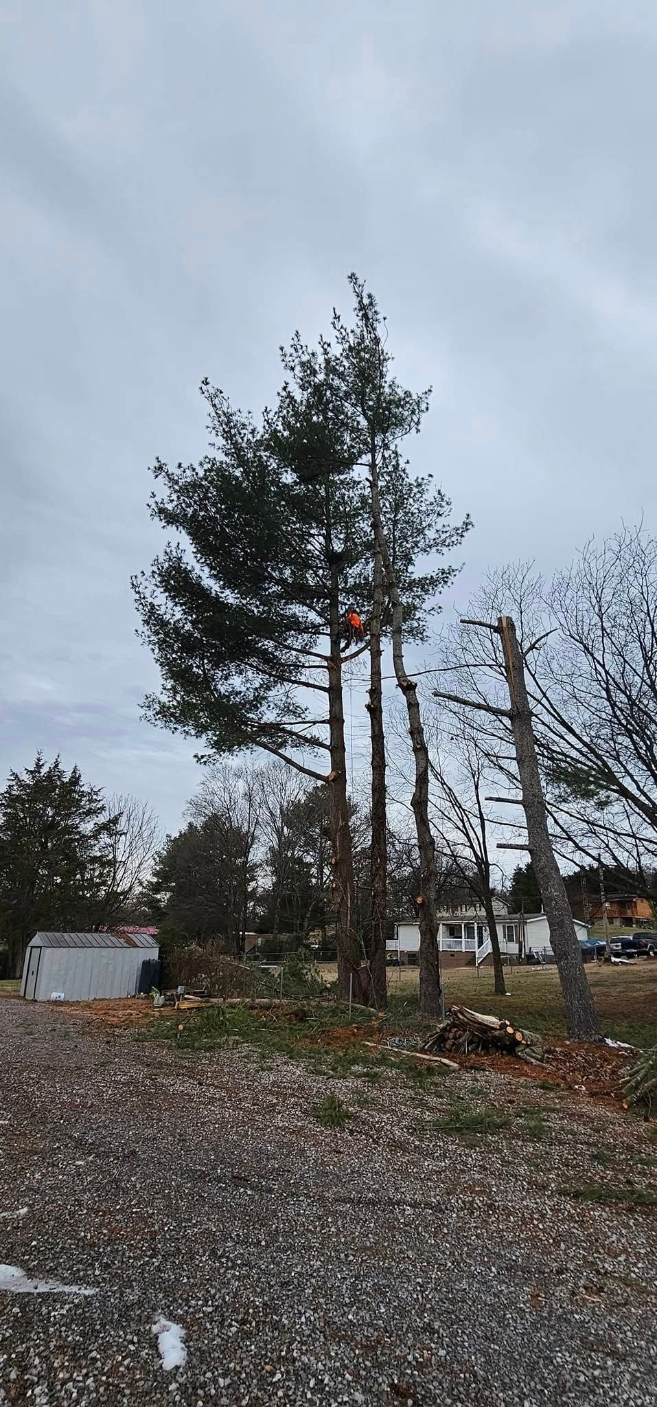  for Reagan & Sons Tree Service in Dandridge, TN