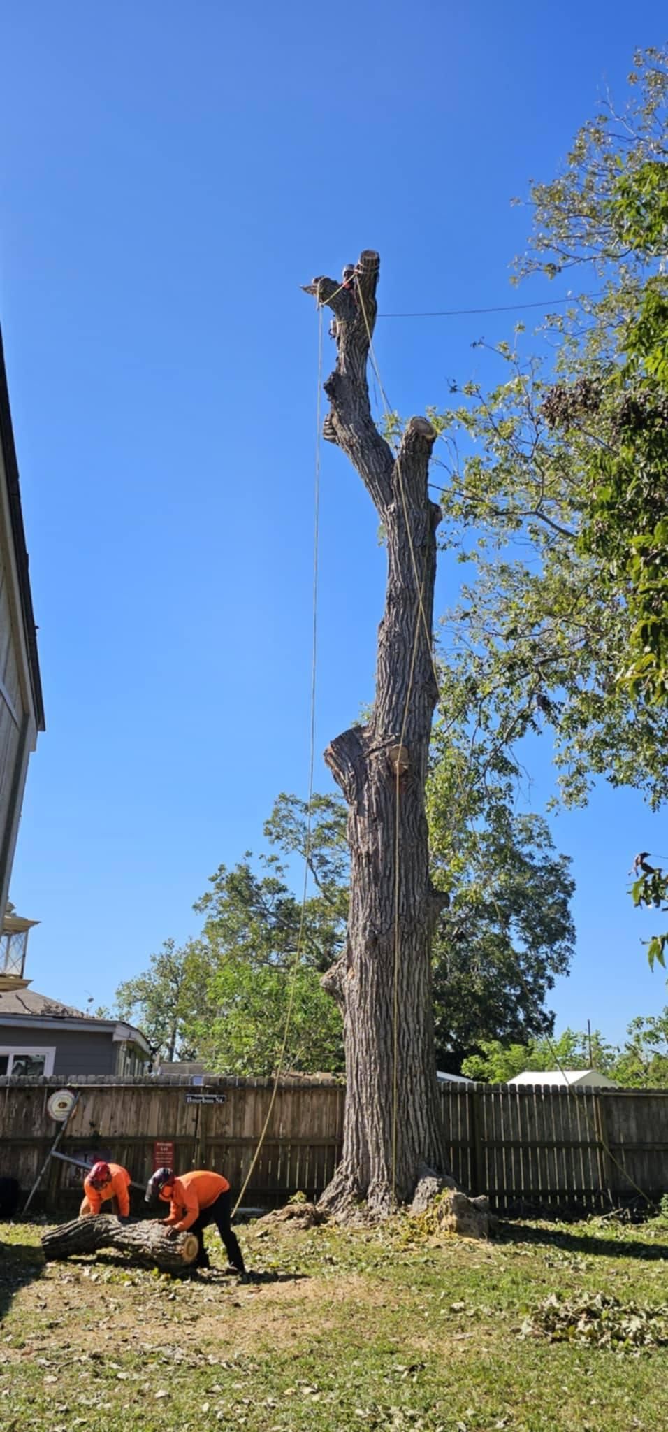  for Servin's Tree Care  in Houston, TX