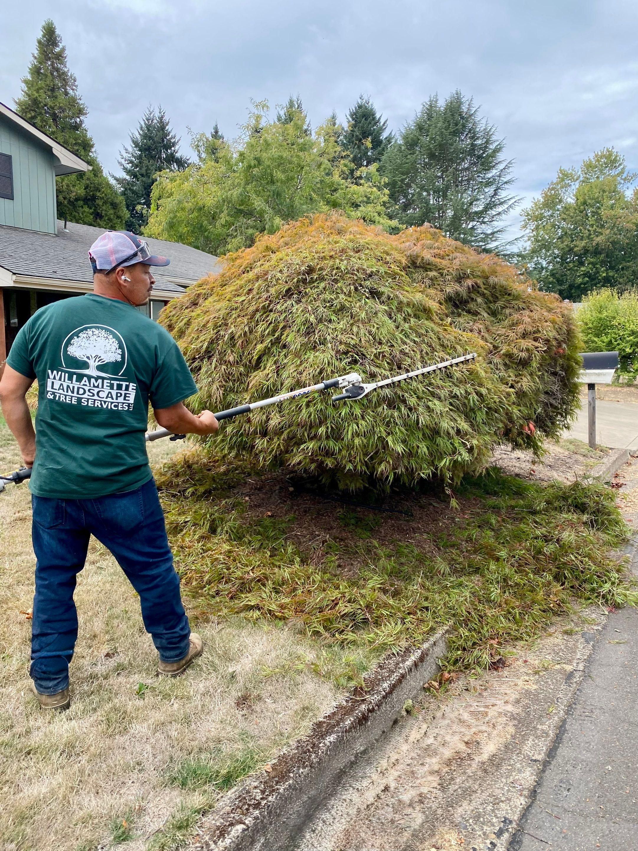  for Willamette Landscaping and Tree Services in Albany, OR