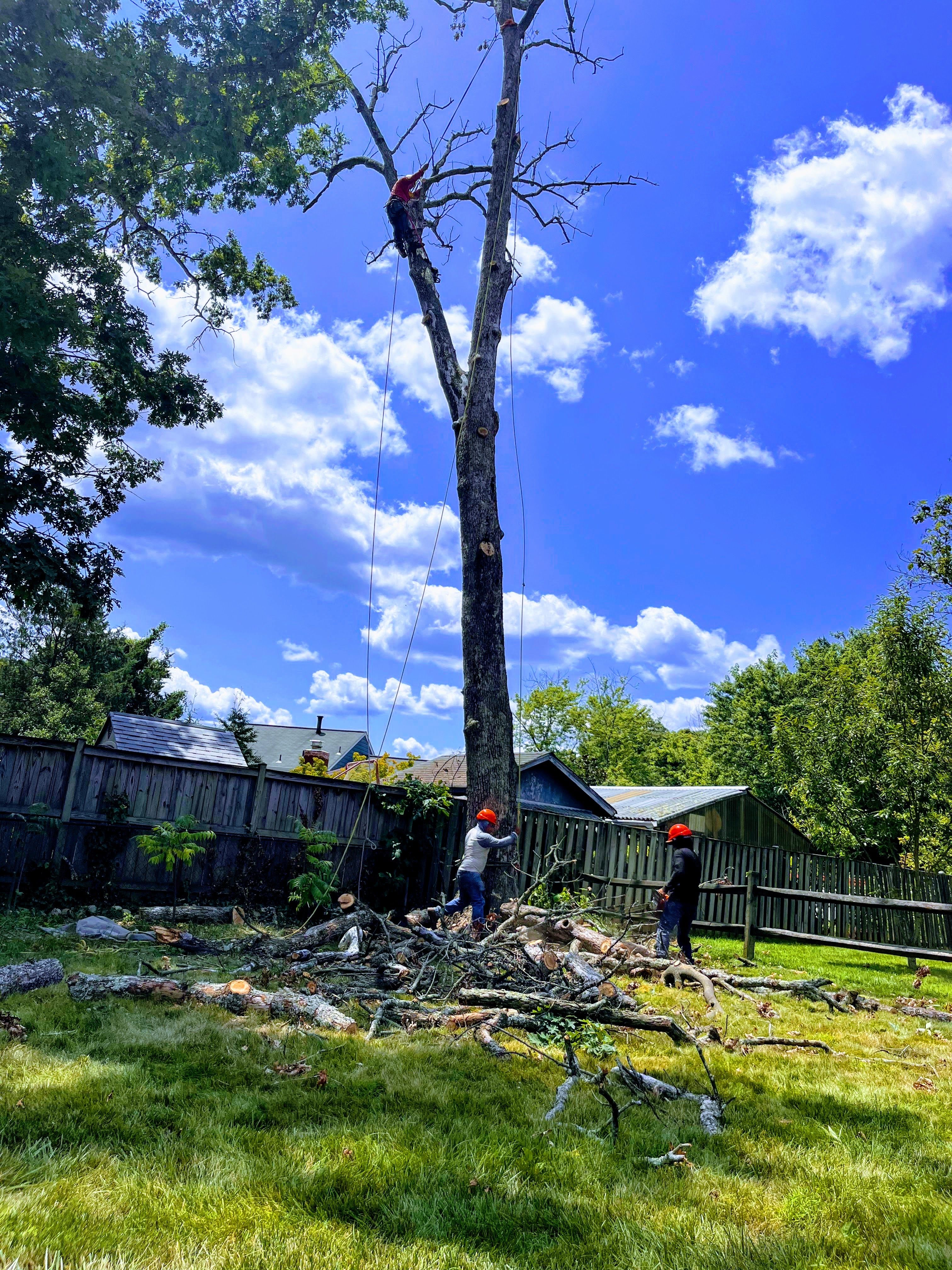  for Ricky's Tree Service & Property Care in Orange, VA