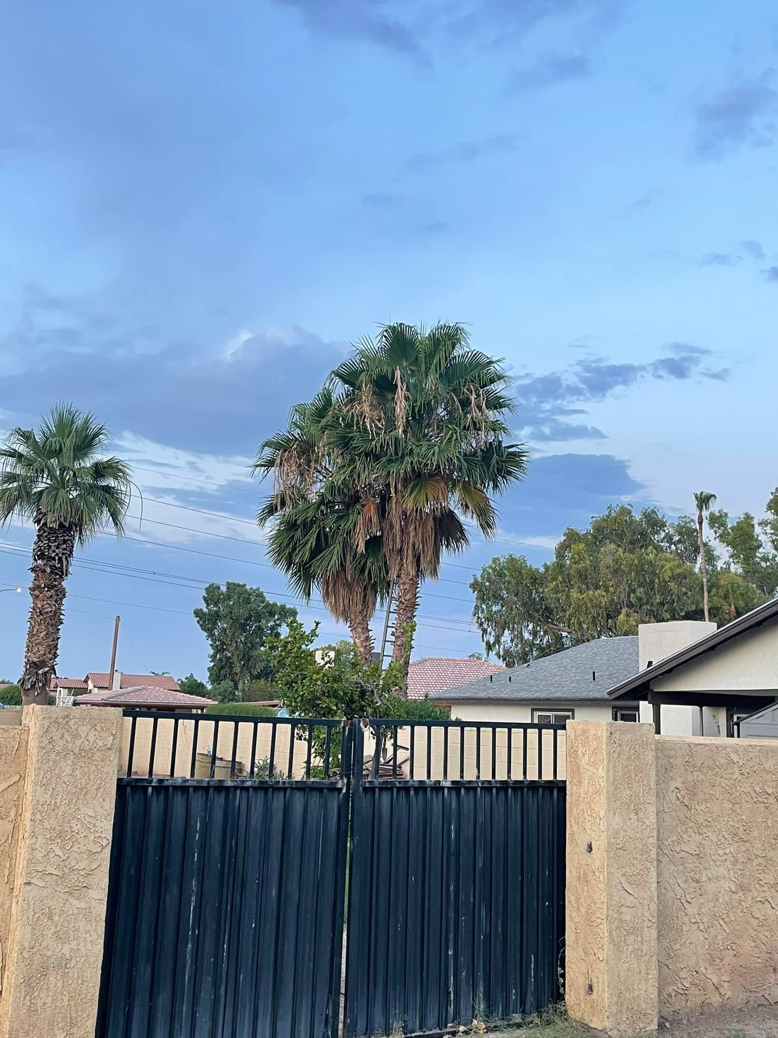  for Oliver L. Palm & Tree services in Yuma County, AZ