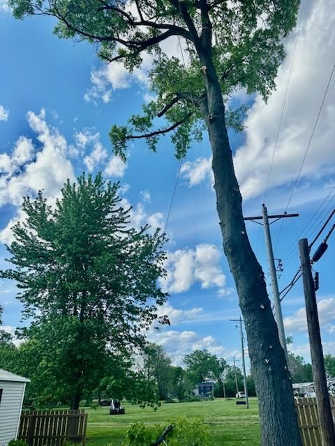  for Hendricks Tree Service in Belleville, IL