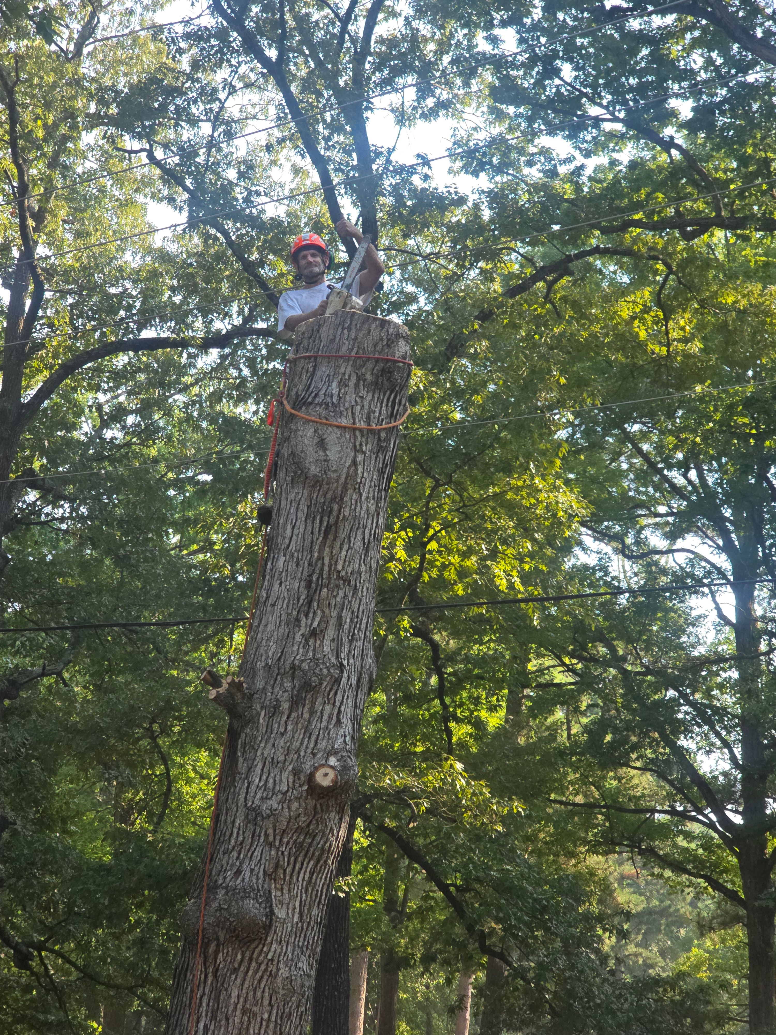  for Paquette's Tree Service in Malvern, AR