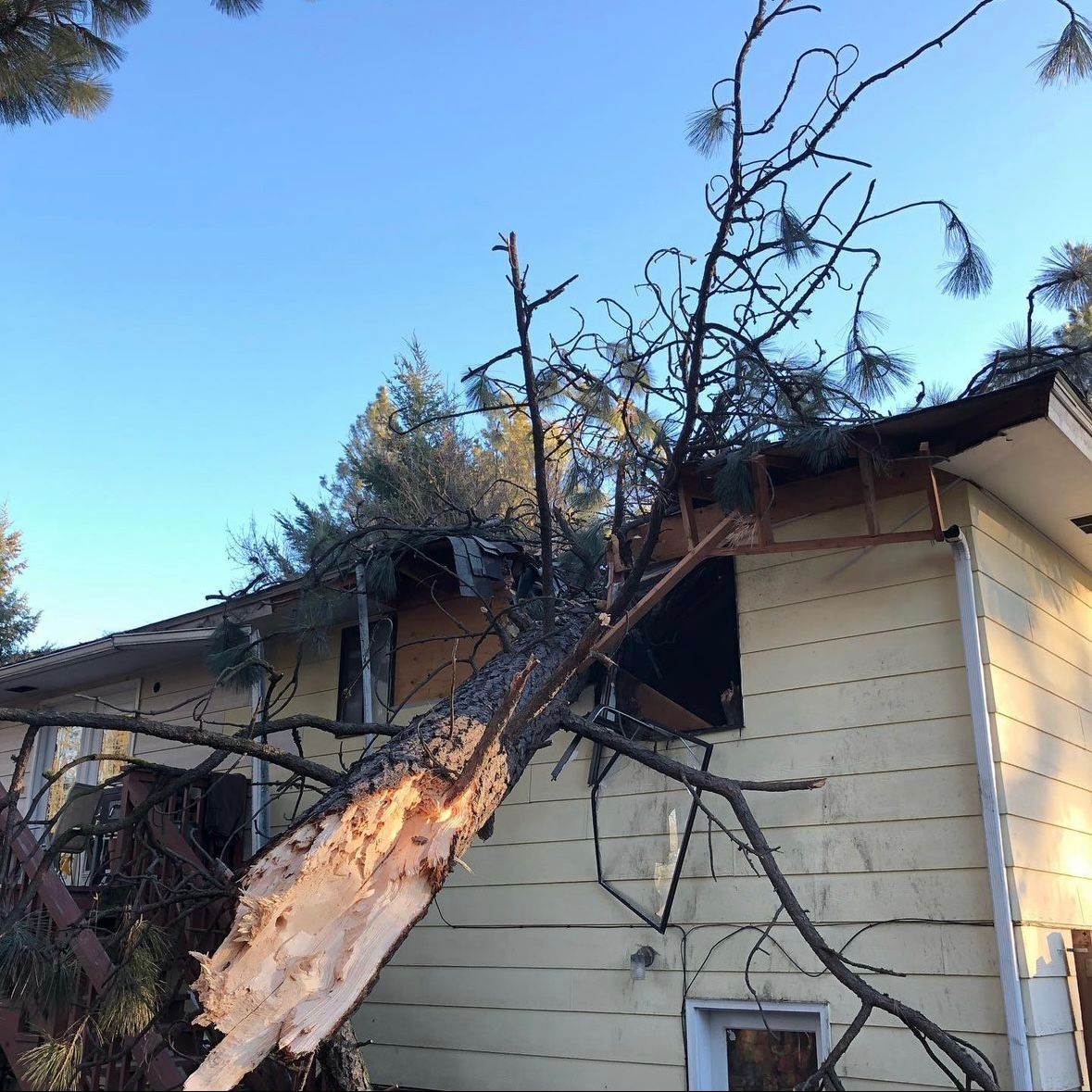  for AP Tree Service in Colbert, WA