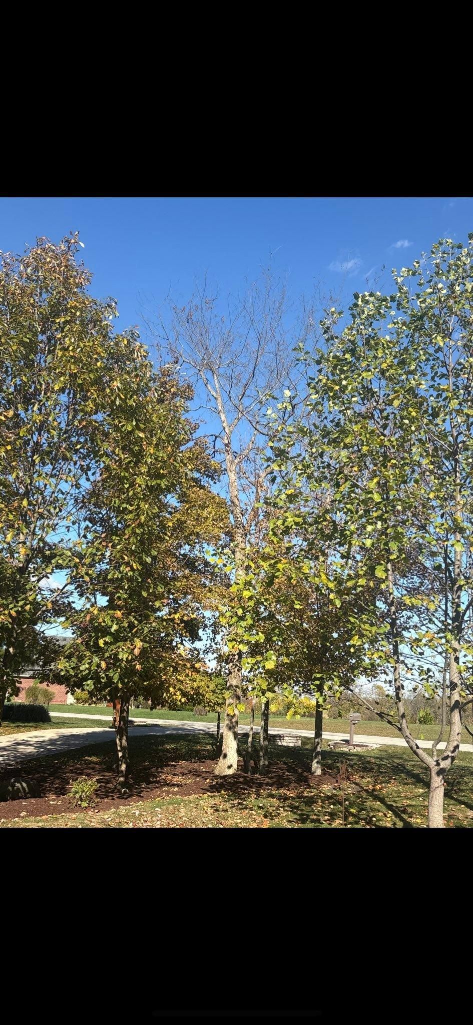  for Dig-It Tree Company in , 