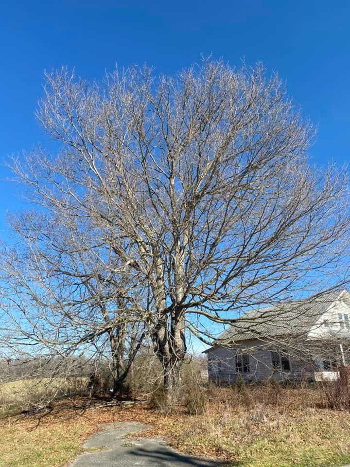 Fall and Spring Clean Up for Atwood’s Tree Care in Liberty,  KY