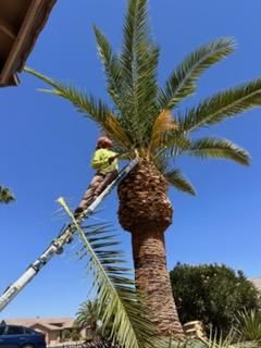  for American Dream Landscape Company in Surprise, AZ