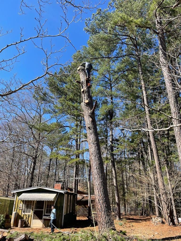 Tree Removal for Rosales Landscaping LLC in Lake Gaston, North Carolina