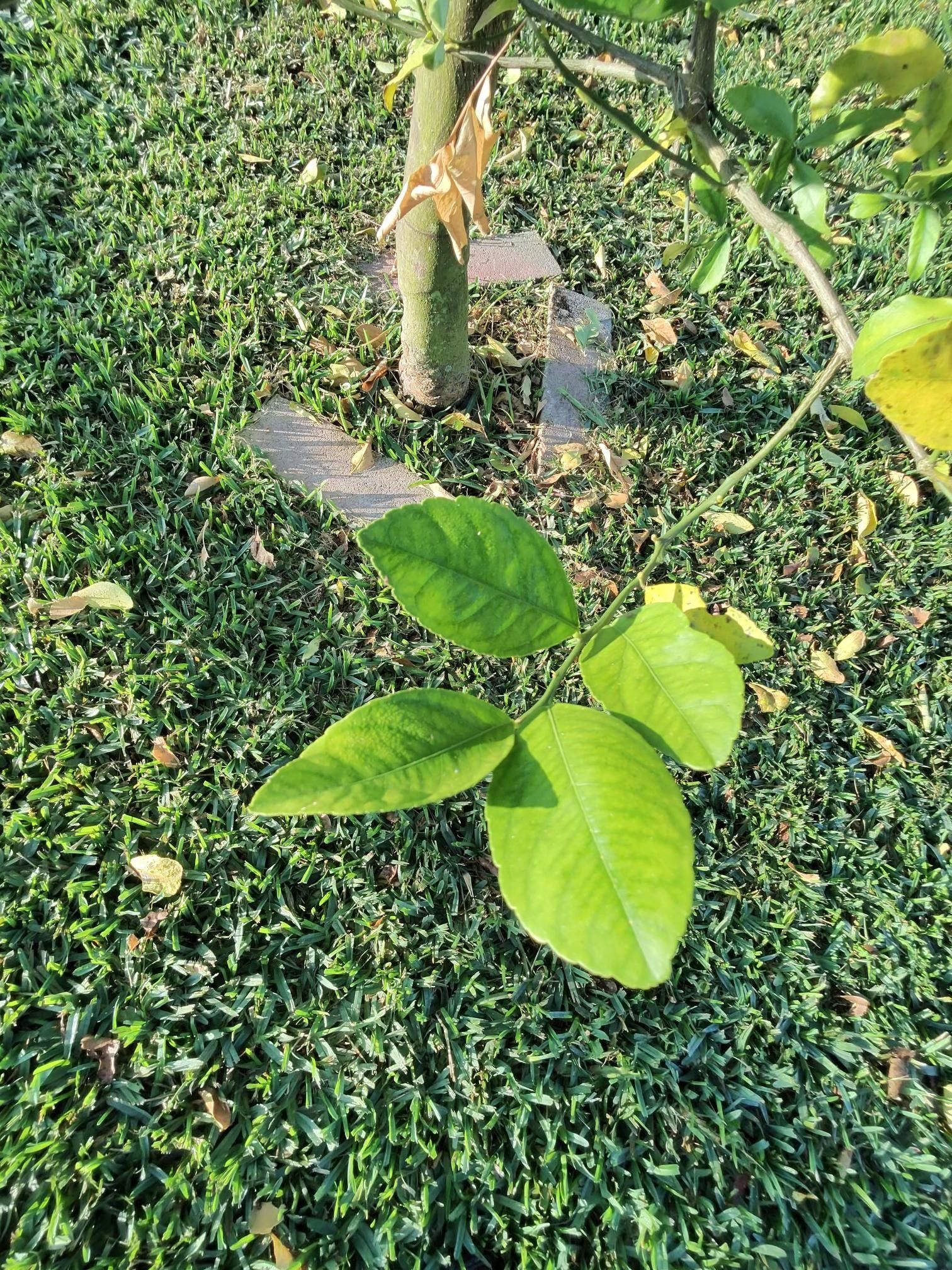  for Bridgewater Arbor Care LLC in Jupiter, FL