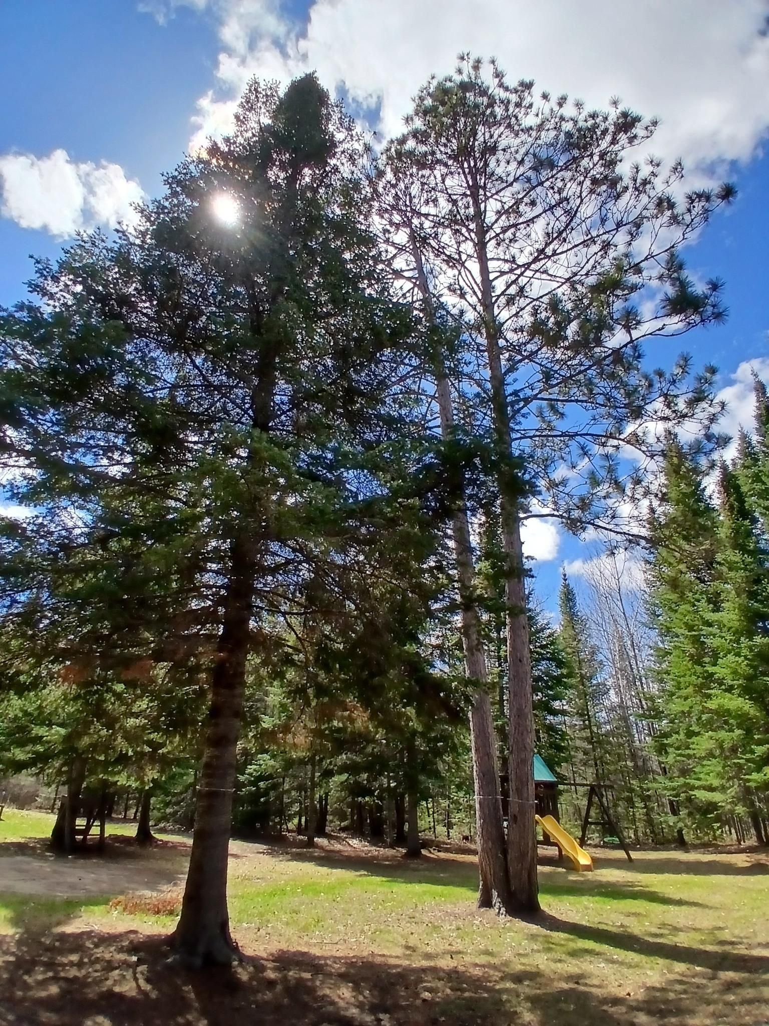  for Dan's Tree Service LLC in Bemidji, MN