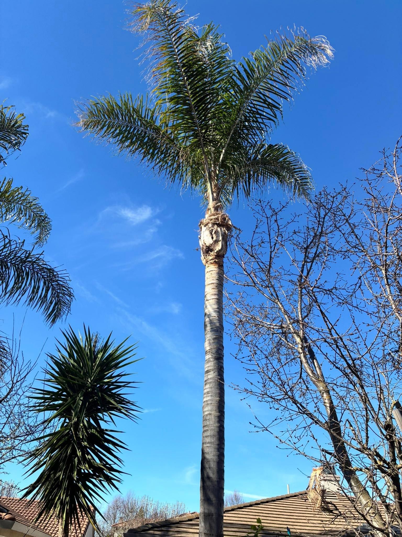 All Photos for Sammy's Tree Services in Sacramento, CA