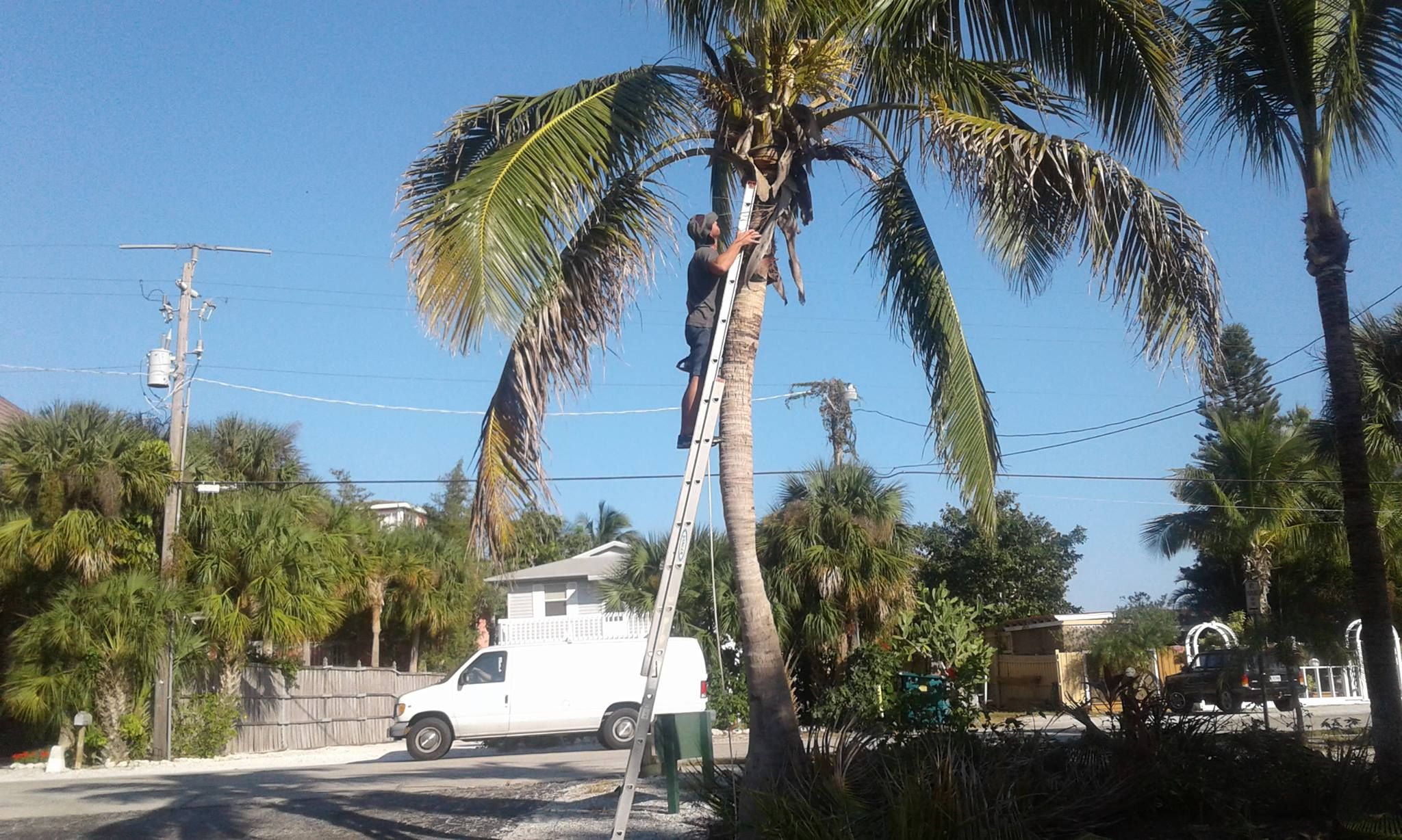  for Alpha Trees Service and Property Management in Port Charlotte, FL