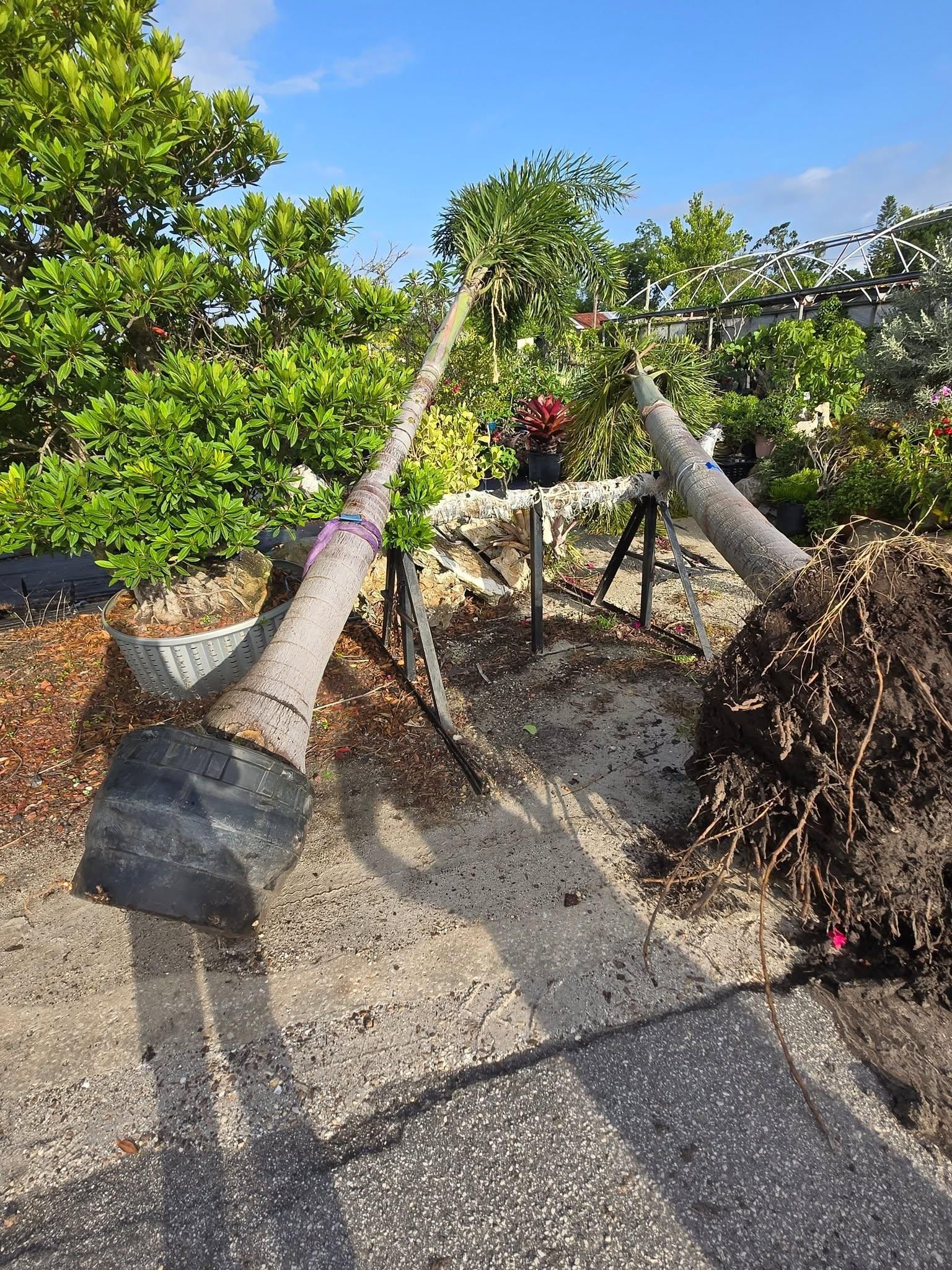 All Photos for TREE BOYS in Ruskin, FL