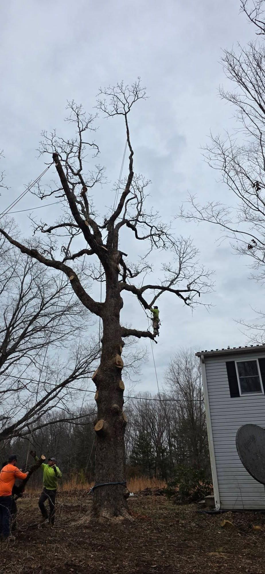  for Hamlett Tree Service LLC in Clover, VA