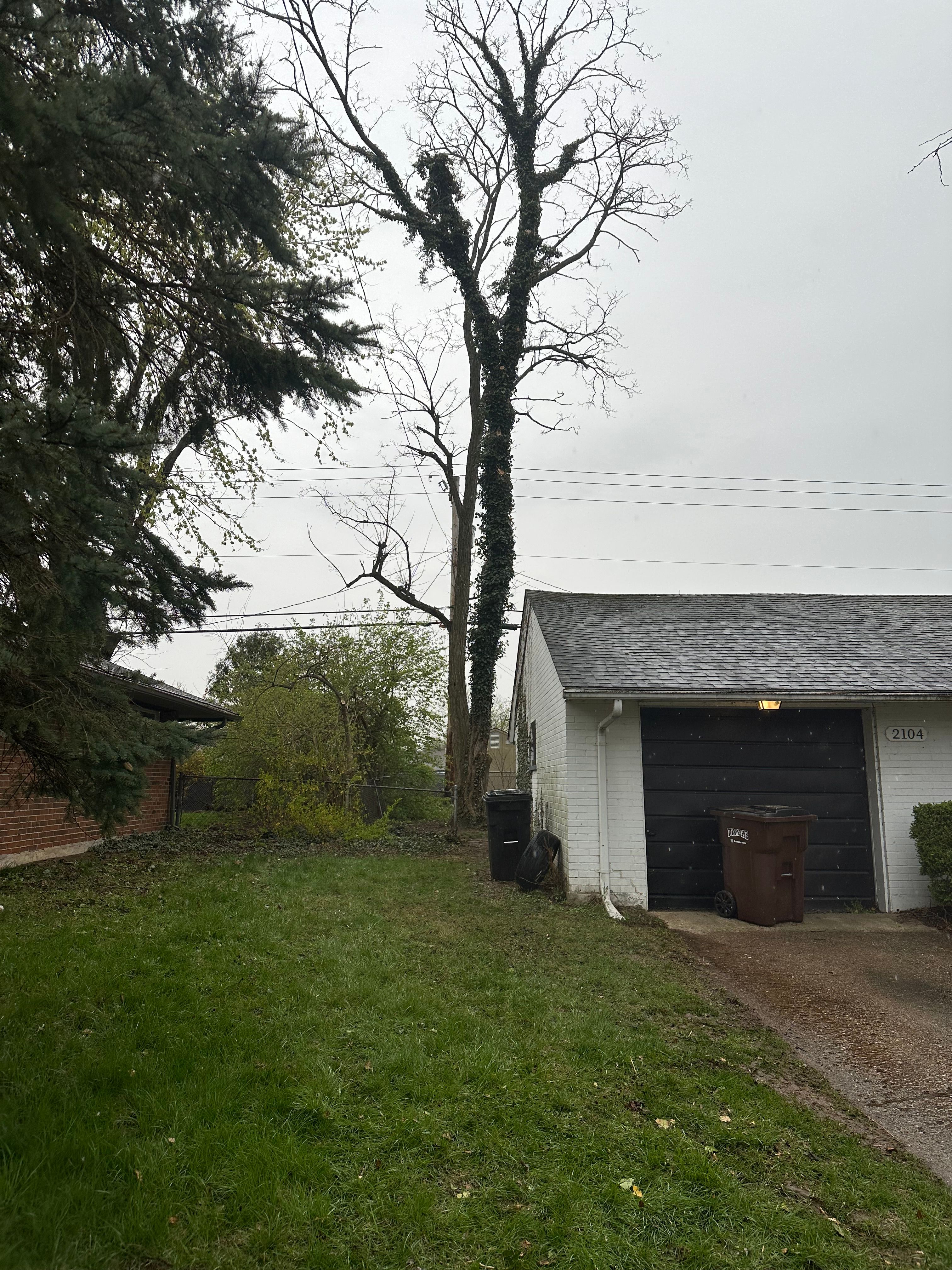 All Photos for Pro Tree Trim & Removal, Llc in Dayton, OH