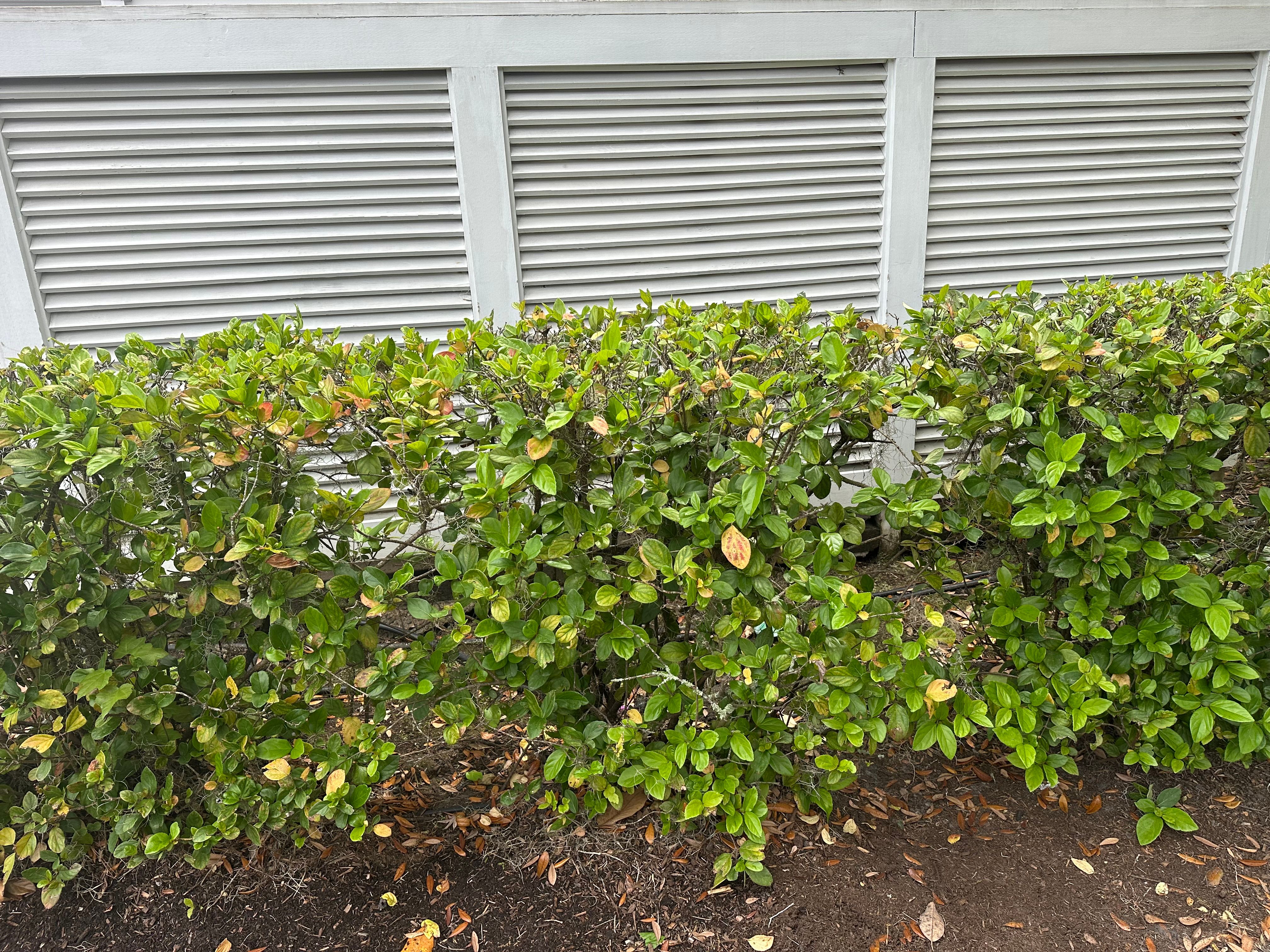  for Premier Softwash in Bluffton, SC