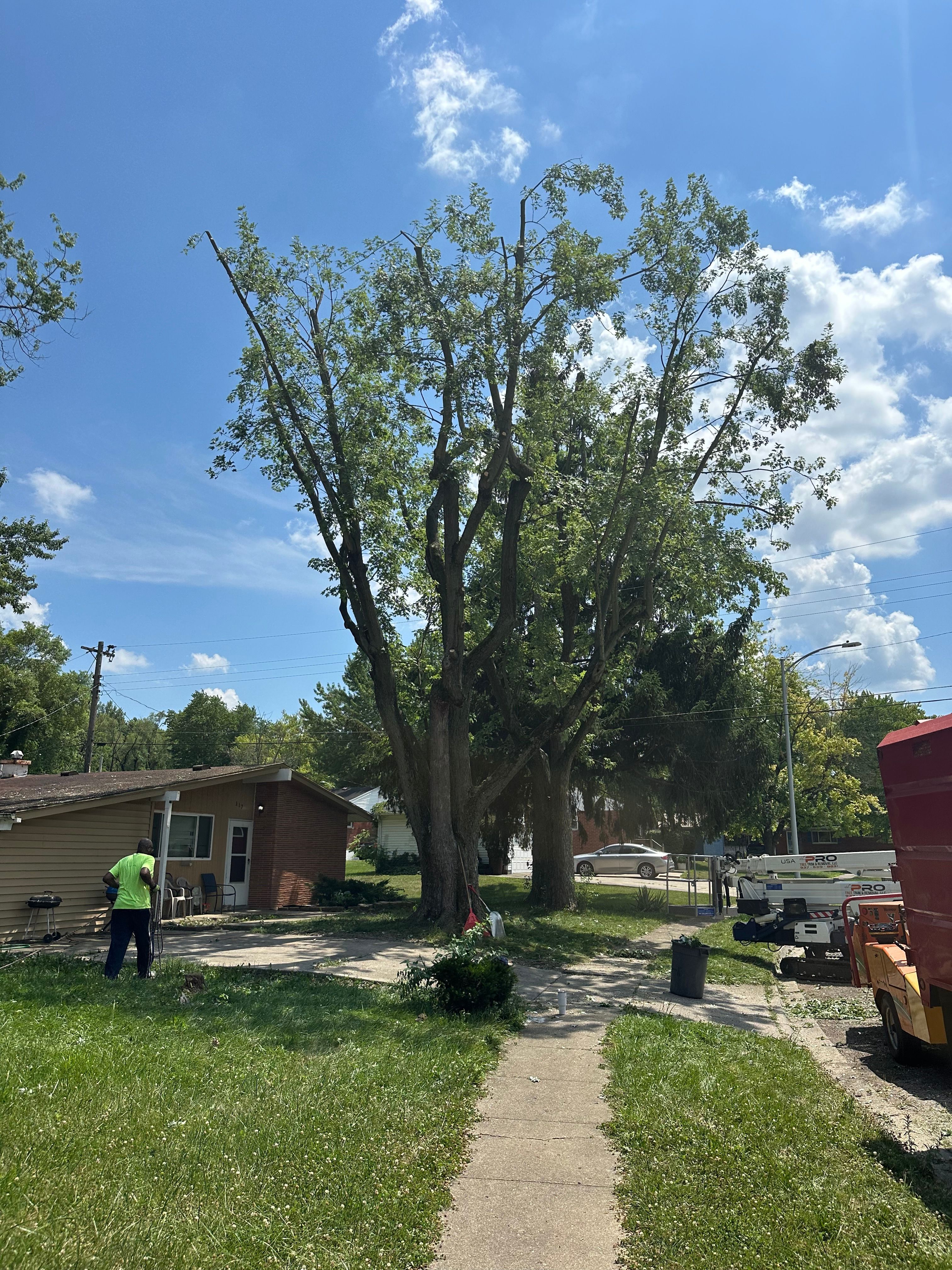 All Photos for Pro Tree Trim & Removal, Llc in Dayton, OH