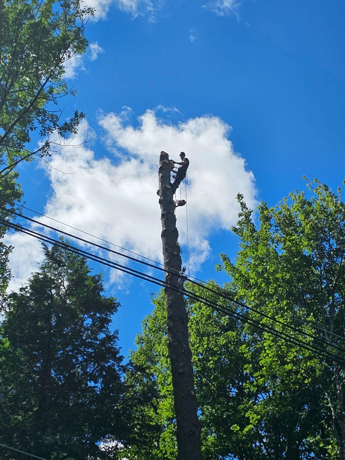  for Blue Ribbon Tree Service in Gilford, NH