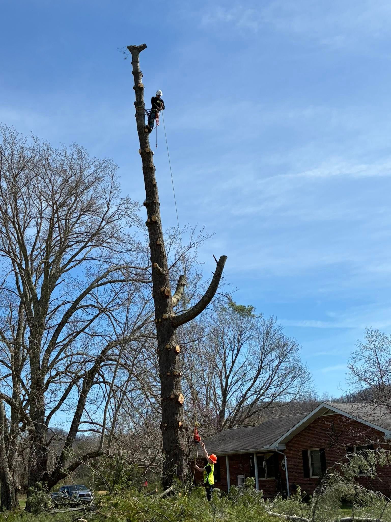  for Skys The Limit Tree Management in Morehead, KY